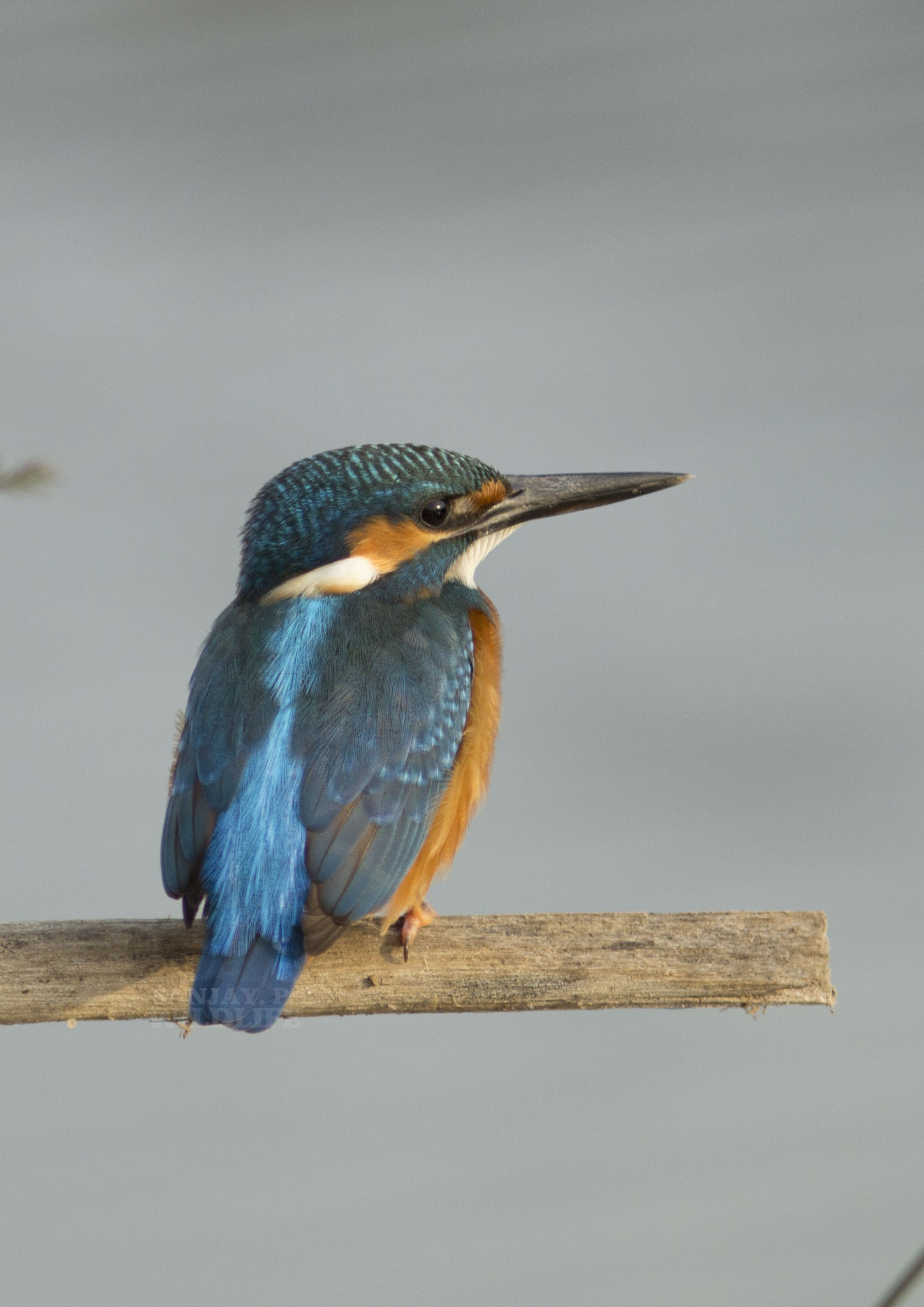 Canon EOS 60D + Canon EF 300mm F4L IS USM sample photo. Common kingfisher (alcedo atthis) photography