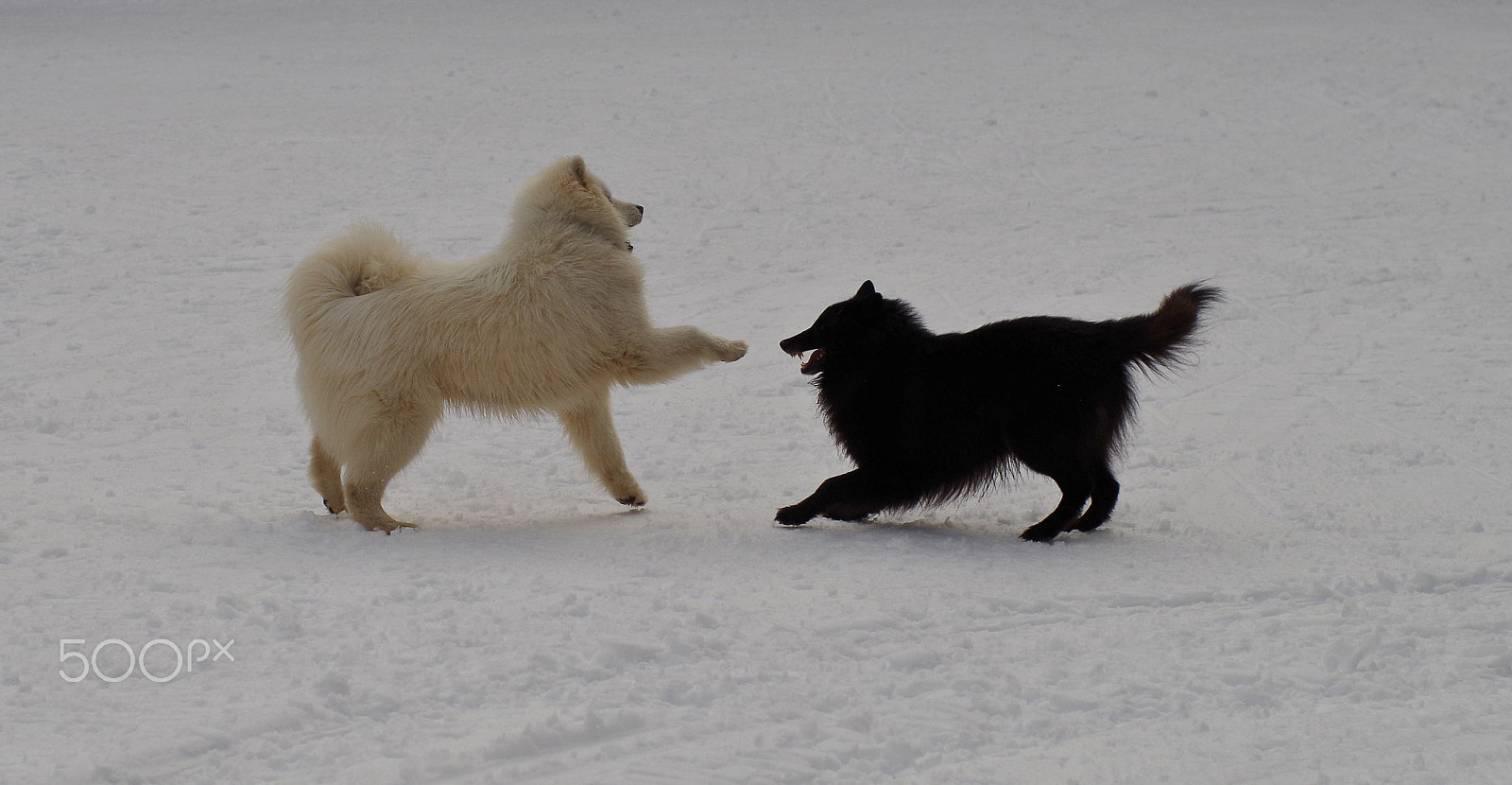 Pentax K-50 + Pentax smc FA 50mm F1.4 sample photo. Black and white lets be friends photography