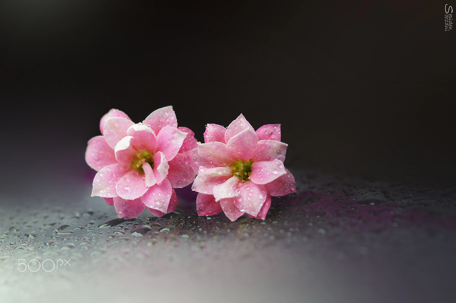 Sony SLT-A35 + Tamron SP AF 90mm F2.8 Di Macro sample photo. Happy together photography