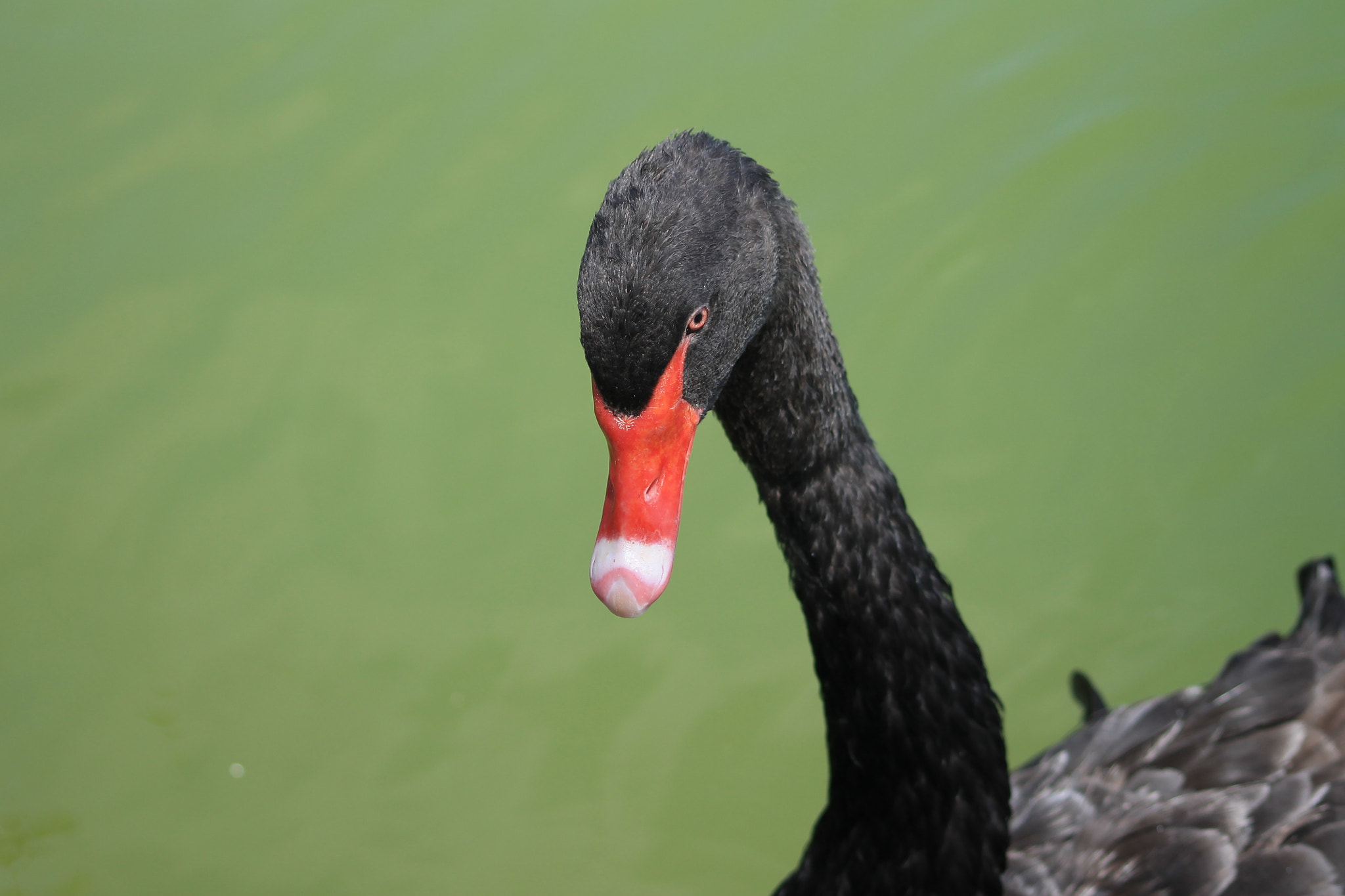Canon EOS 1100D (EOS Rebel T3 / EOS Kiss X50) sample photo. Black swan photography