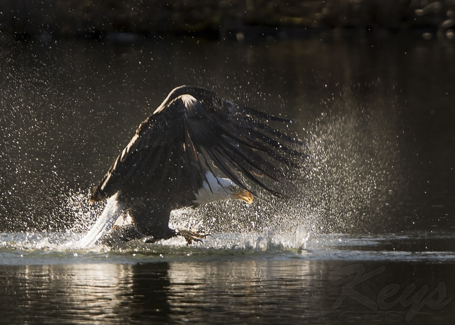 Nikon D7200 + Sigma 500mm F4.5 EX DG HSM sample photo. Impact (bald eagle) photography