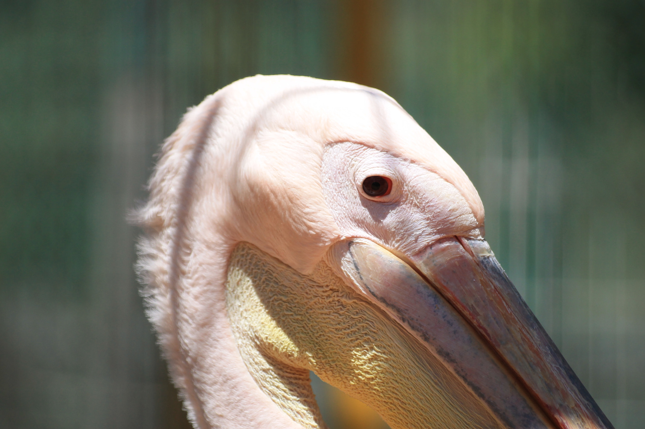 Canon EOS 1100D (EOS Rebel T3 / EOS Kiss X50) sample photo. Pelican photography