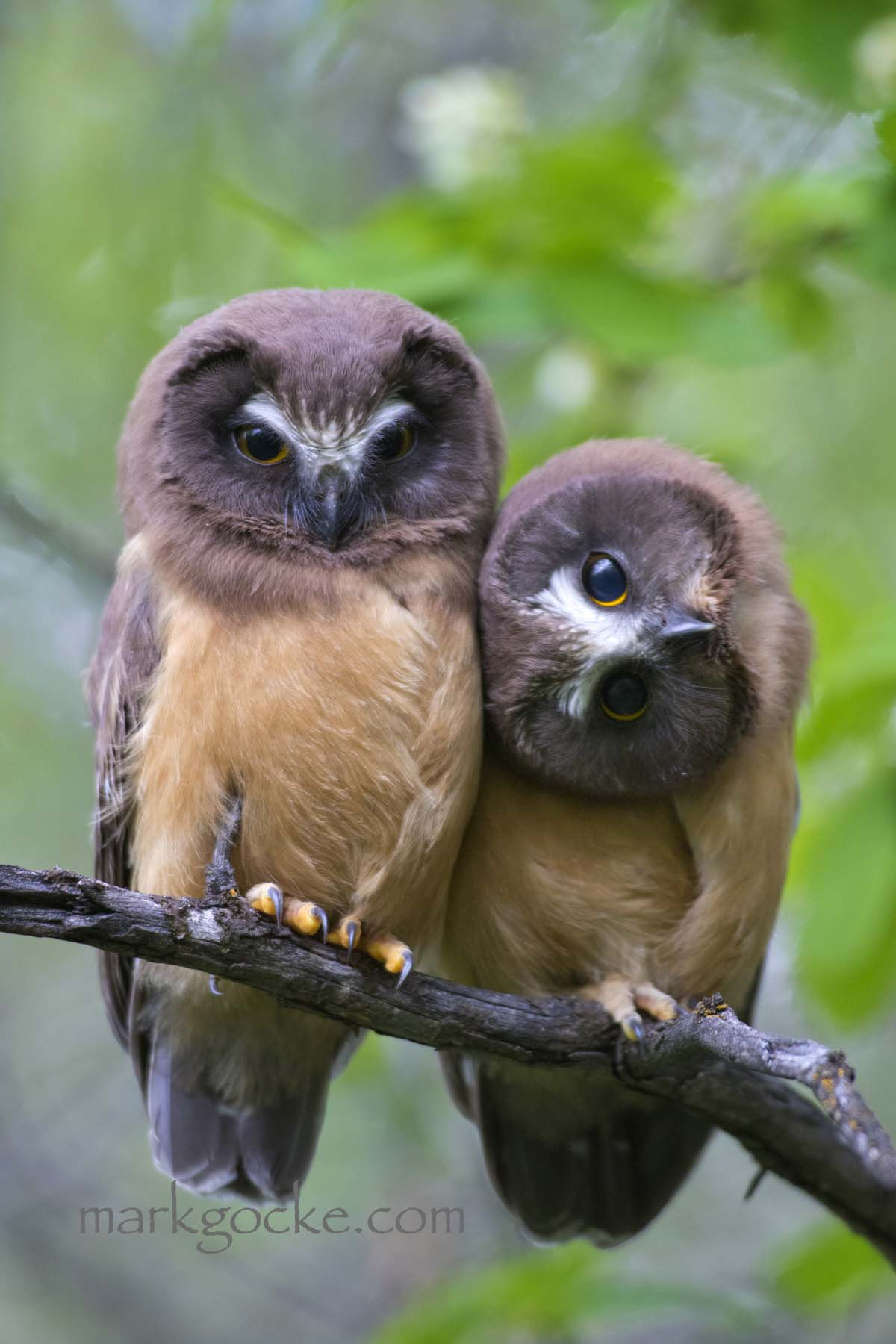 Canon EF 600mm f/4L IS sample photo. Curious owls photography