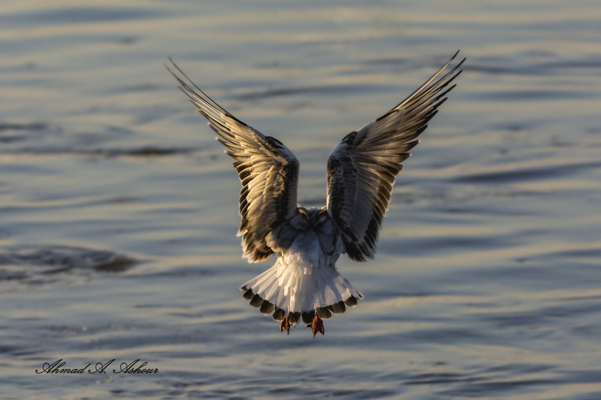 Nikon AF-S Nikkor 200-400mm F4G ED-IF VR sample photo. Catch the moment.   photography