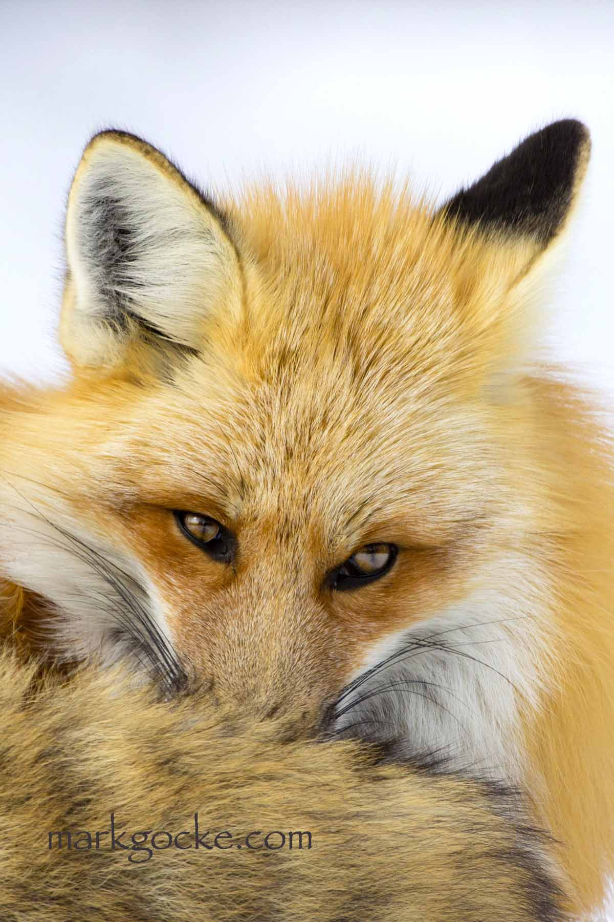 Canon EOS 600D (Rebel EOS T3i / EOS Kiss X5) + Canon EF 600mm f/4L IS sample photo. Nestling red fox photography