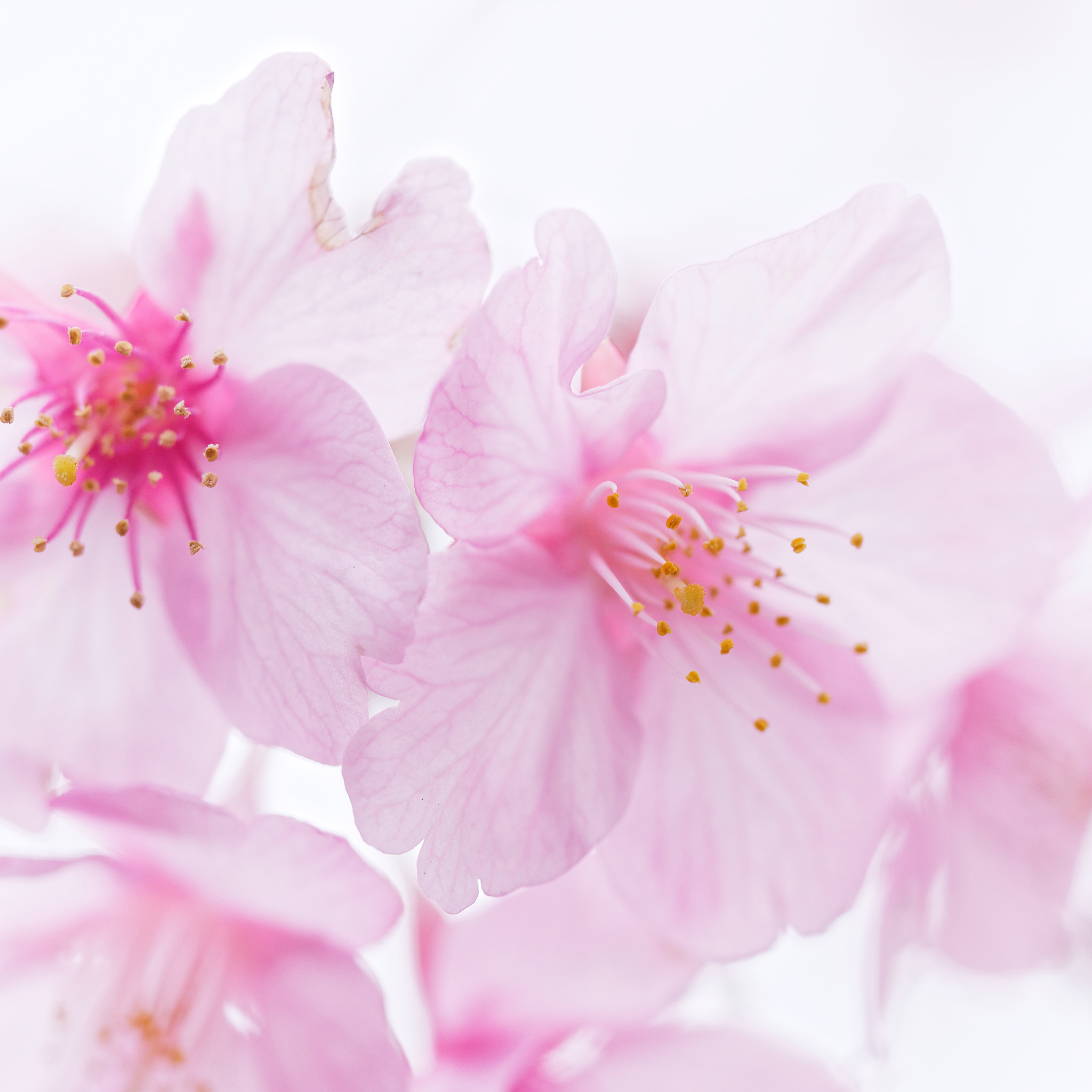 Olympus PEN E-P5 sample photo. Sakura photography