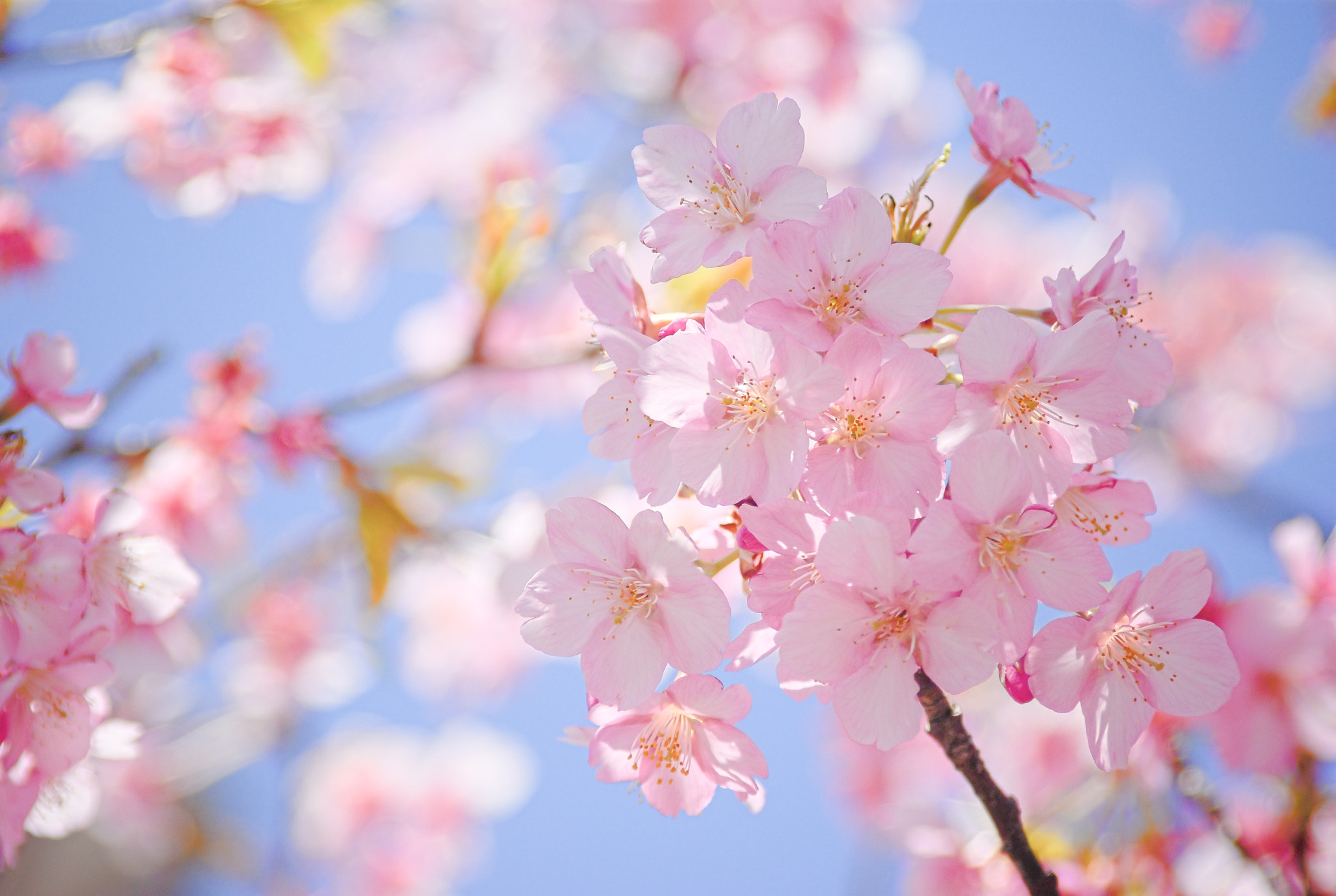 smc PENTAX-FA 28-200mm F3.8-5.6 AL[IF] sample photo. Lively petals photography