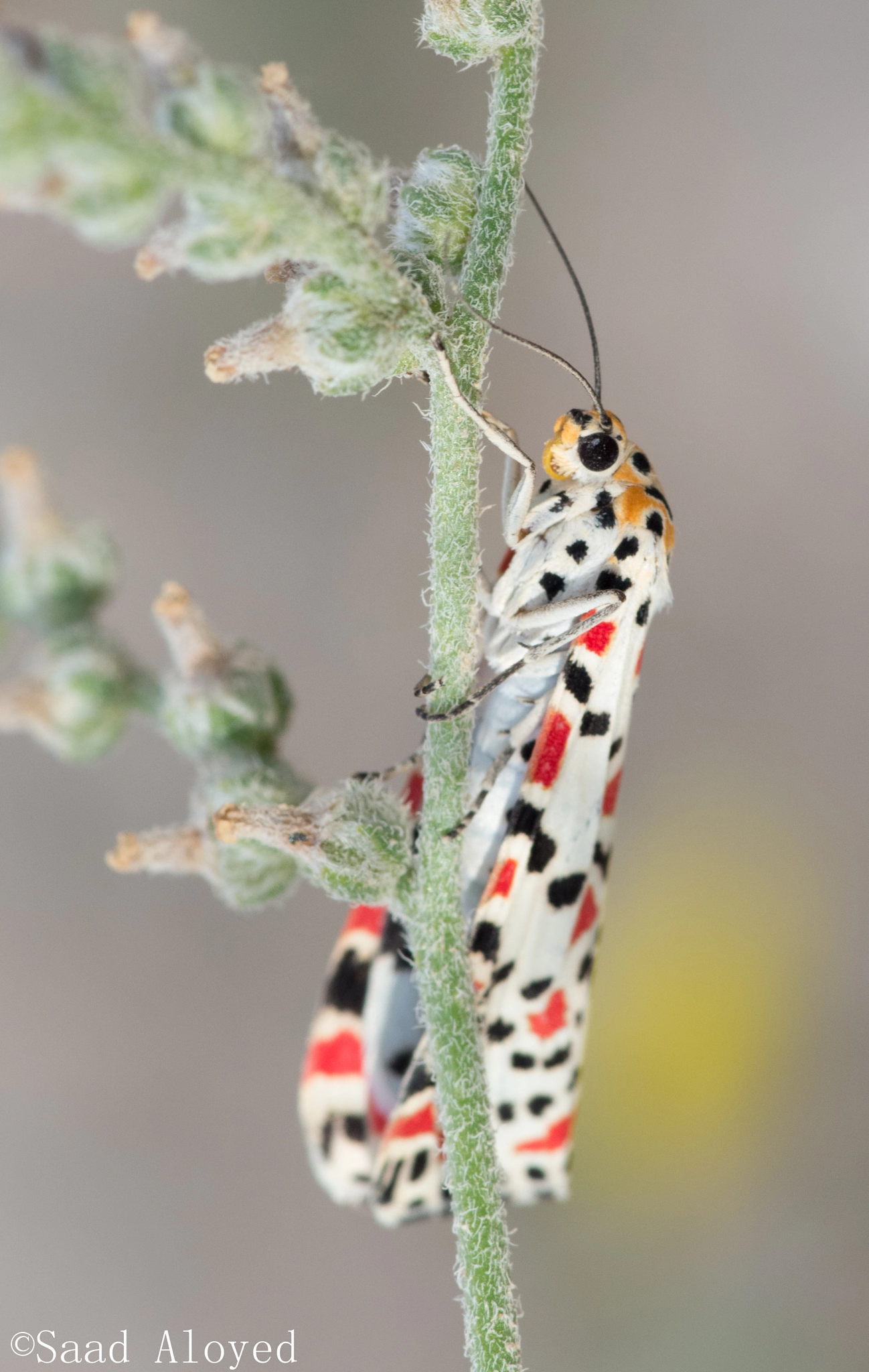 Pentax smc D-FA 100mm F2.8 Macro WR sample photo. Crimson-speckled flunkey فراش العث photography