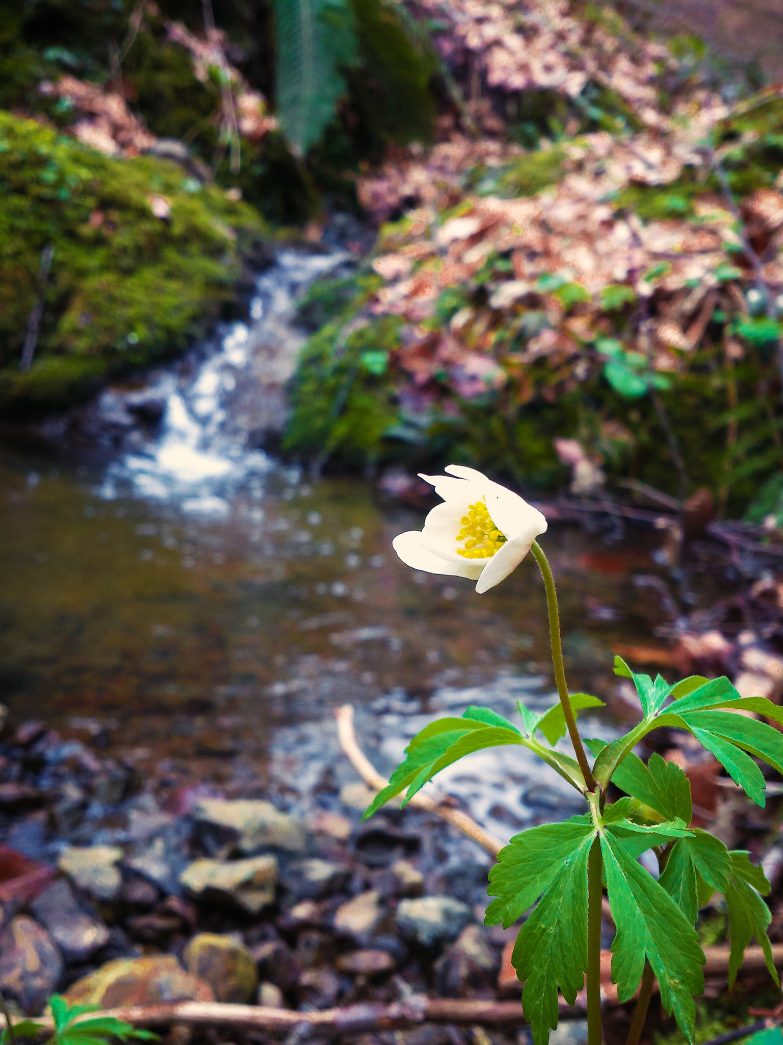 Sony Xperia V sample photo. River flower photography