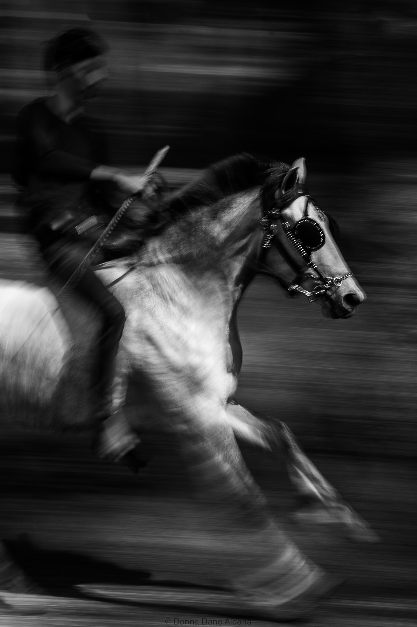Nikon Df + Nikon AF-S Nikkor 85mm F1.8G sample photo. Tim burton's horse photography