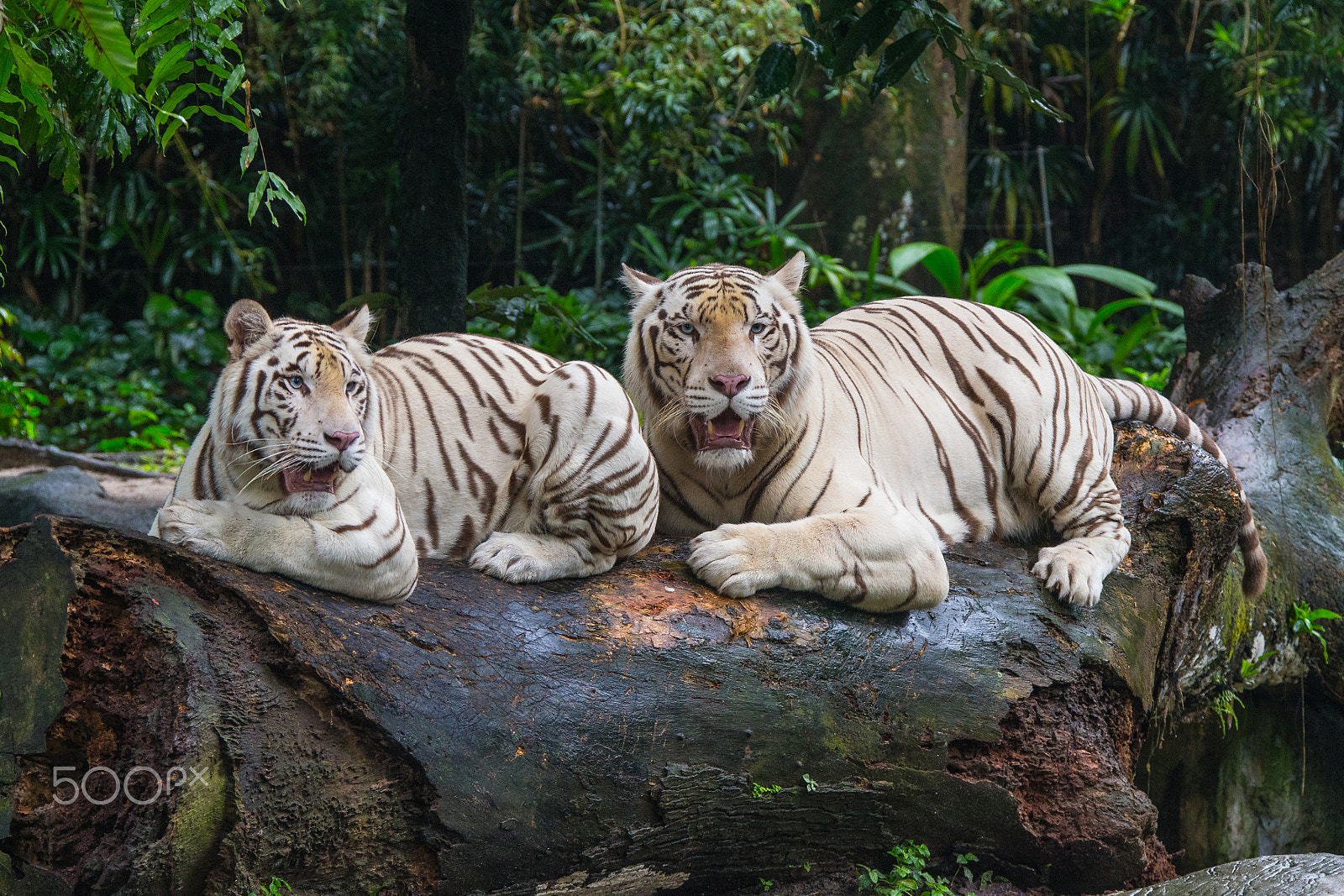Canon EF 28-300mm F3.5-5.6L IS USM sample photo. White tigers photography