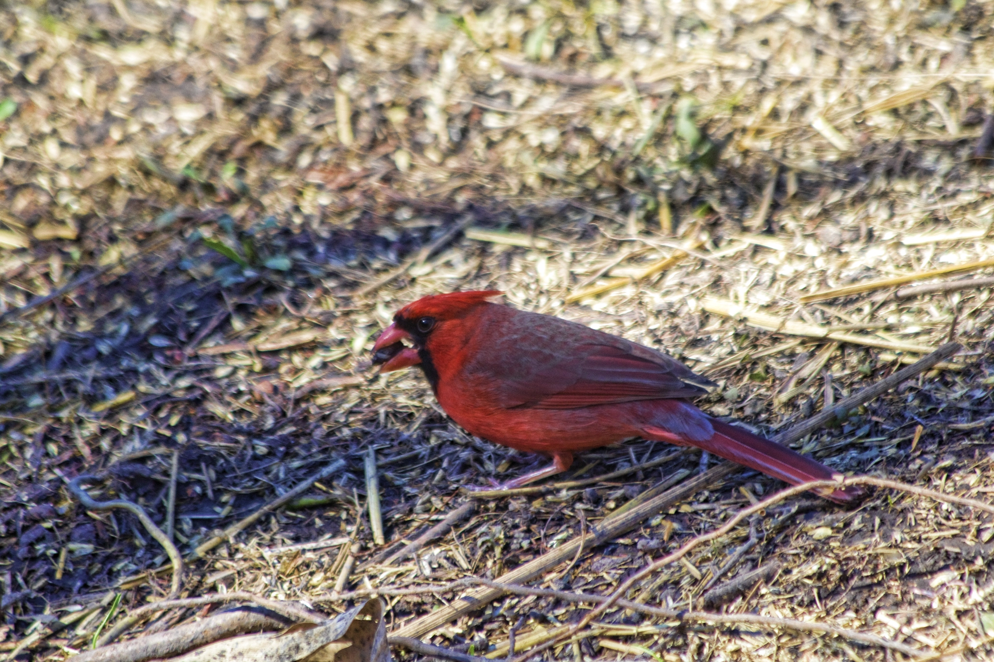 Canon EF 70-300mm F4-5.6 IS USM sample photo. Cardinal photography