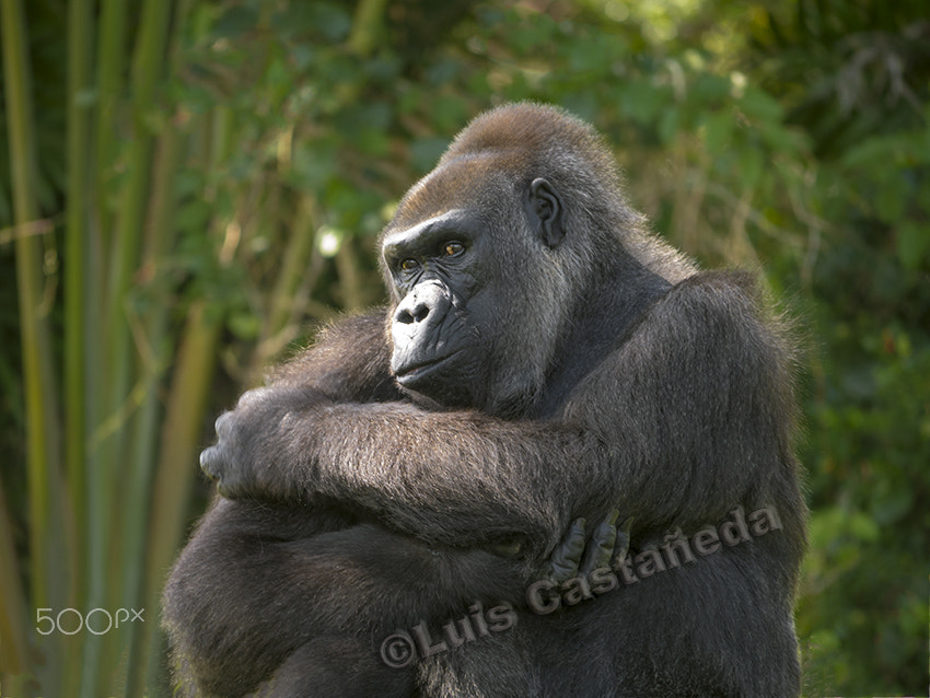 Panasonic Lumix DMC-GX7 sample photo. Lowland gorilla (gorilla gorilla) photography