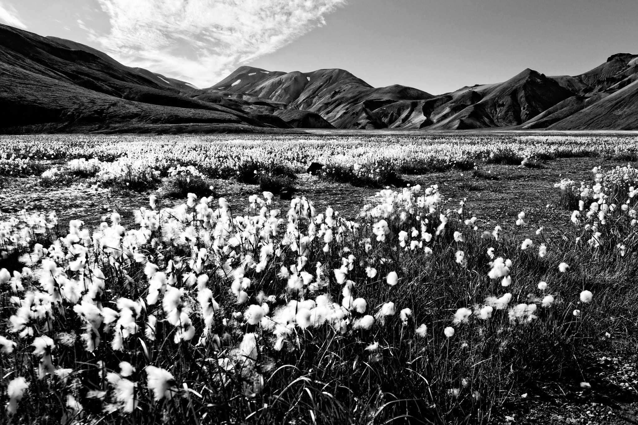 24-70mm F2.8 sample photo. Iceland ctton grass photography