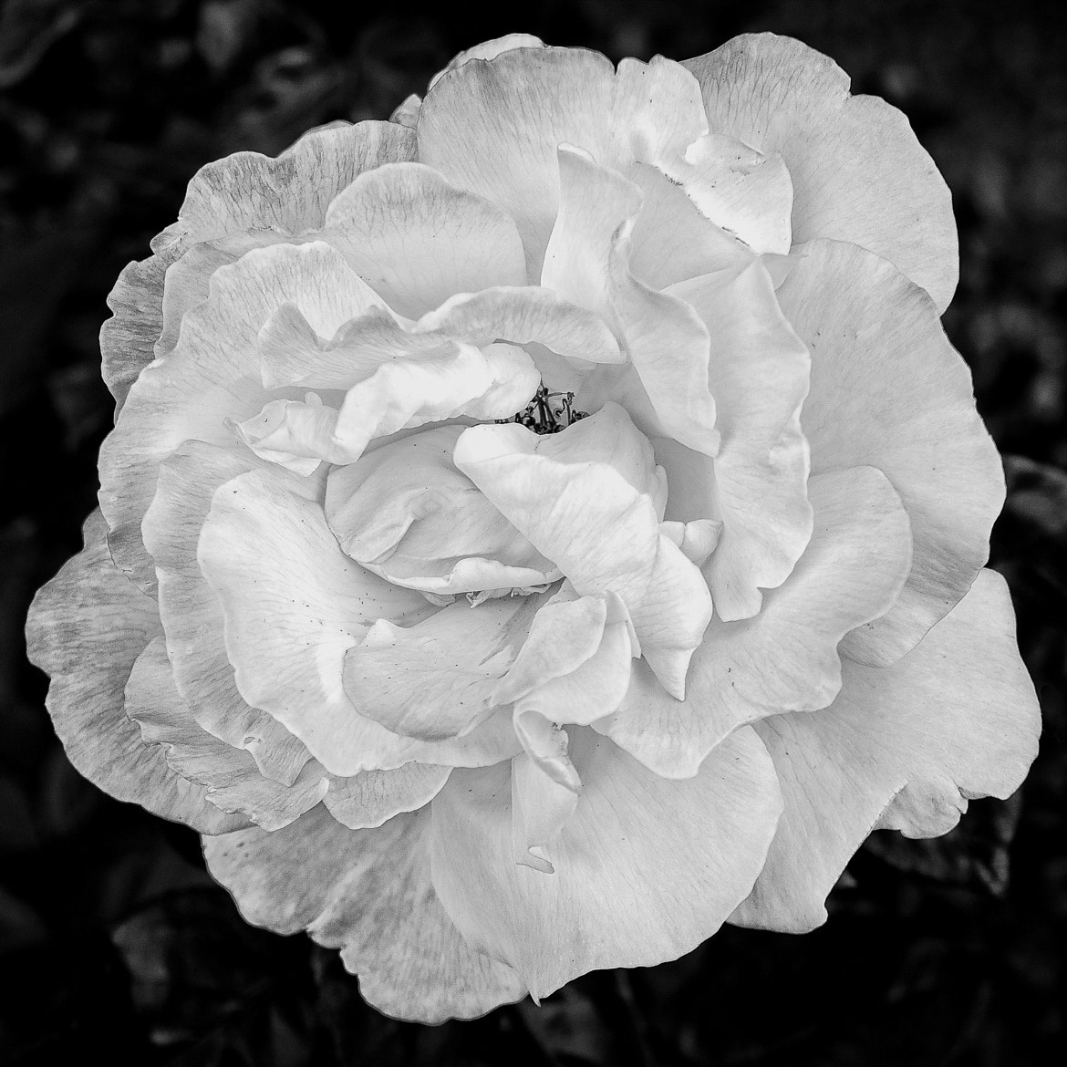 Sony SLT-A77 + 24-70mm F2.8 sample photo. Rose-01 photography