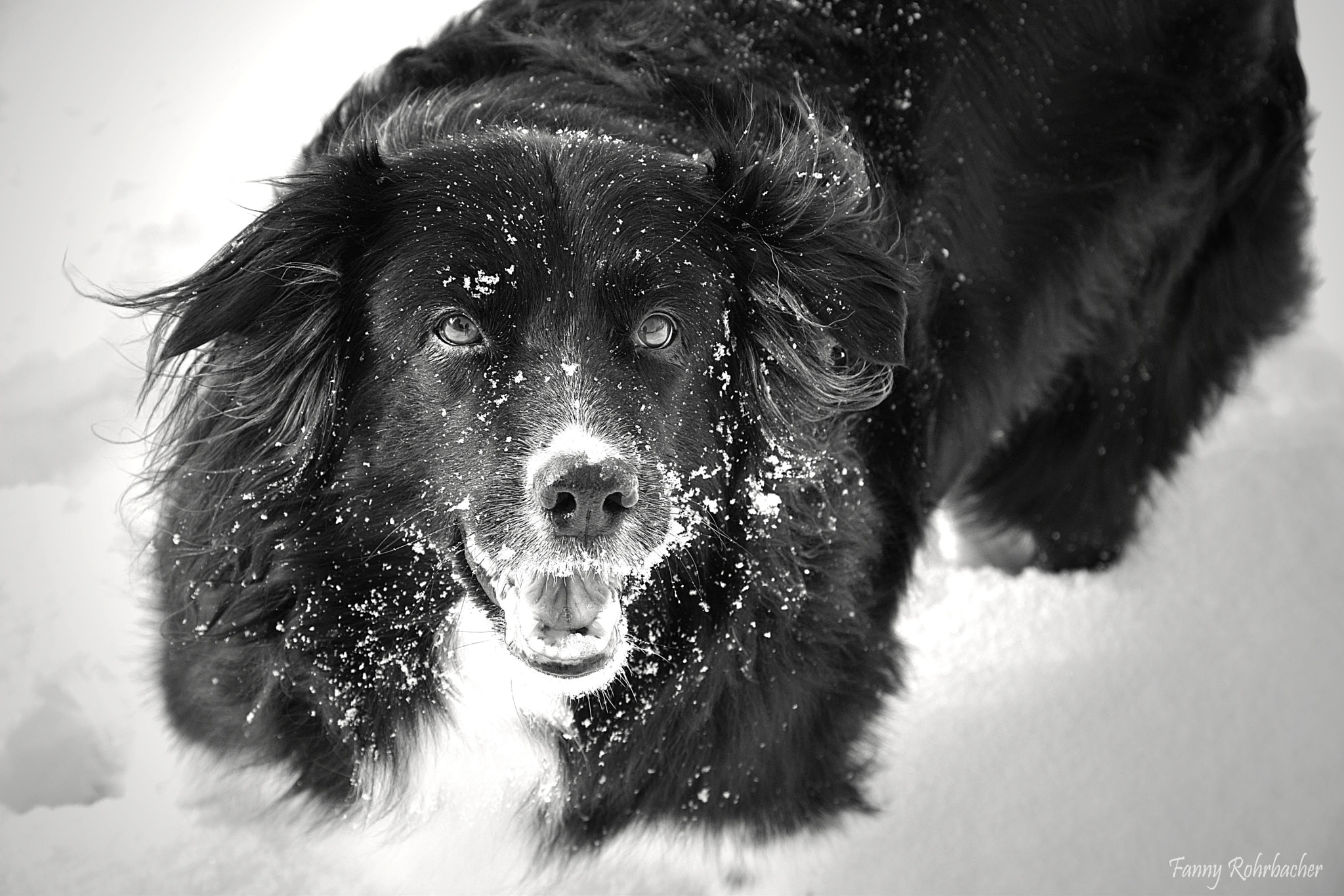 Nikon D5300 + Nikon AF Micro-Nikkor 60mm F2.8D sample photo. Border collie photography