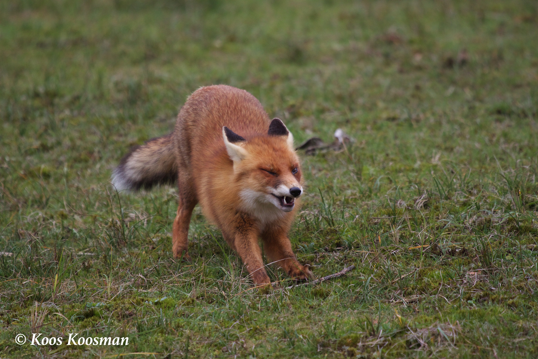 Canon EF 100-400mm F4.5-5.6L IS USM sample photo. Fox in defense photography
