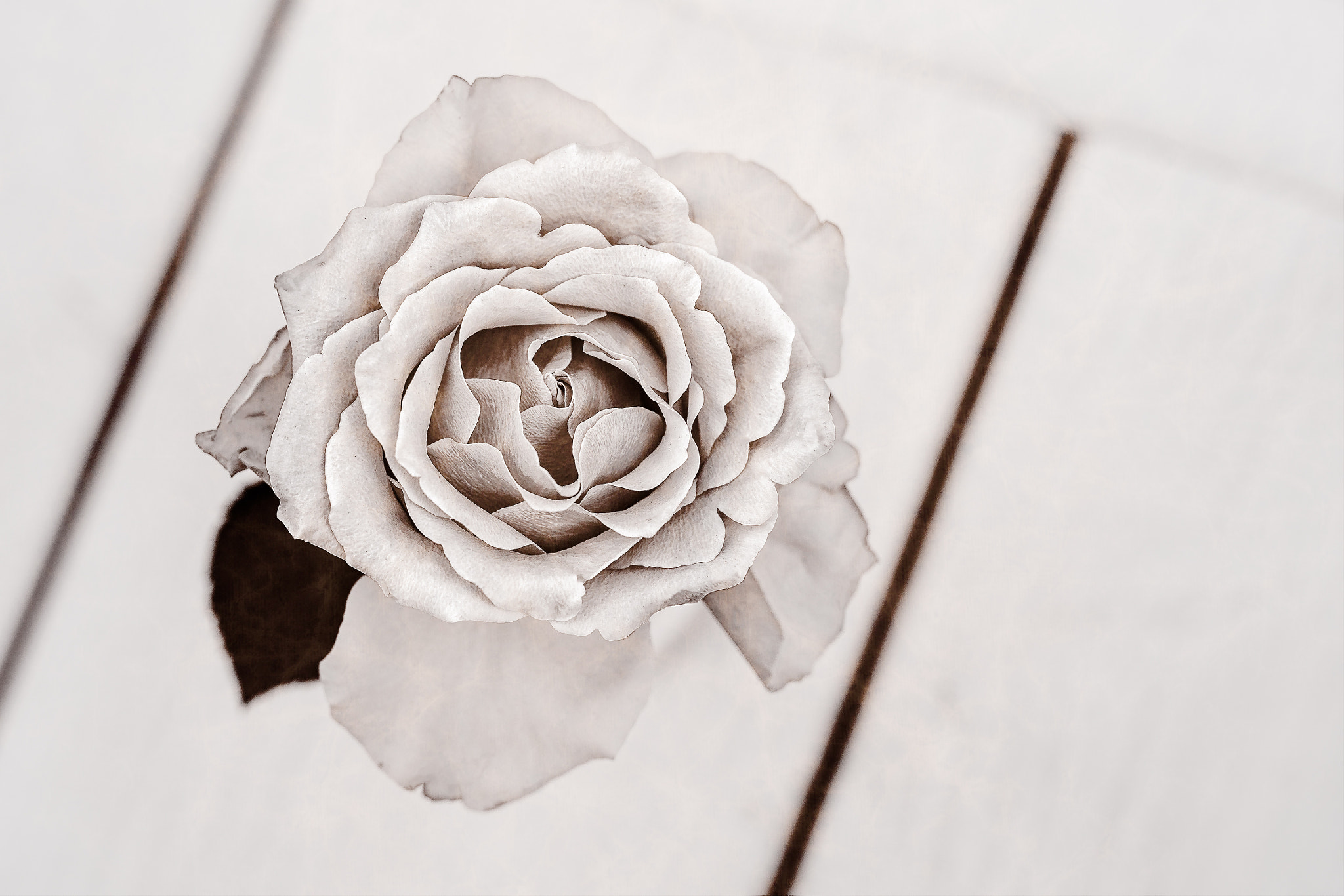 Sigma 50mm F1.4 EX DG HSM sample photo. Rose photography