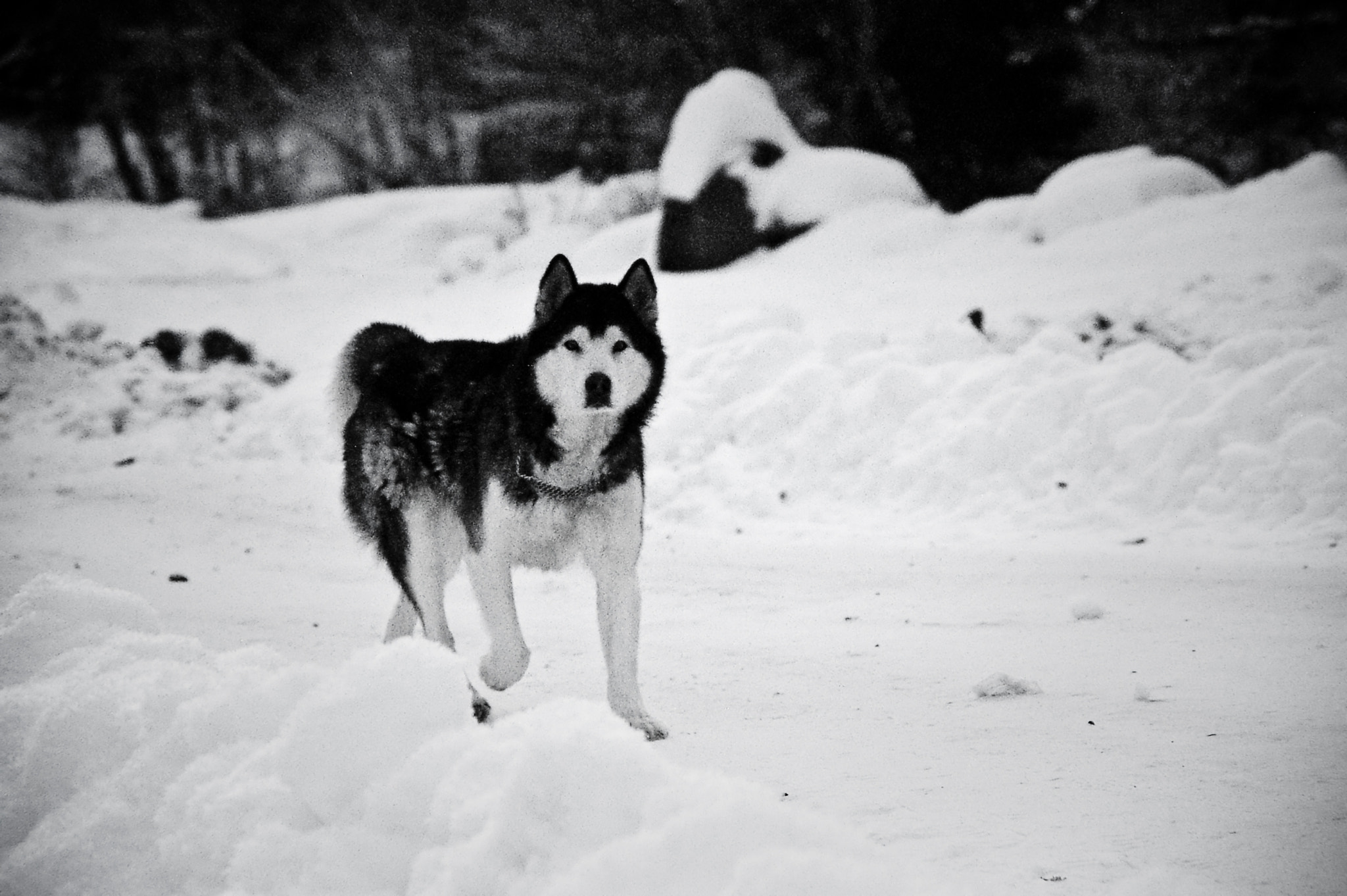 Pentax *ist DL + Pentax smc DA 50-200mm F4-5.6 ED sample photo. Romanian winter photography