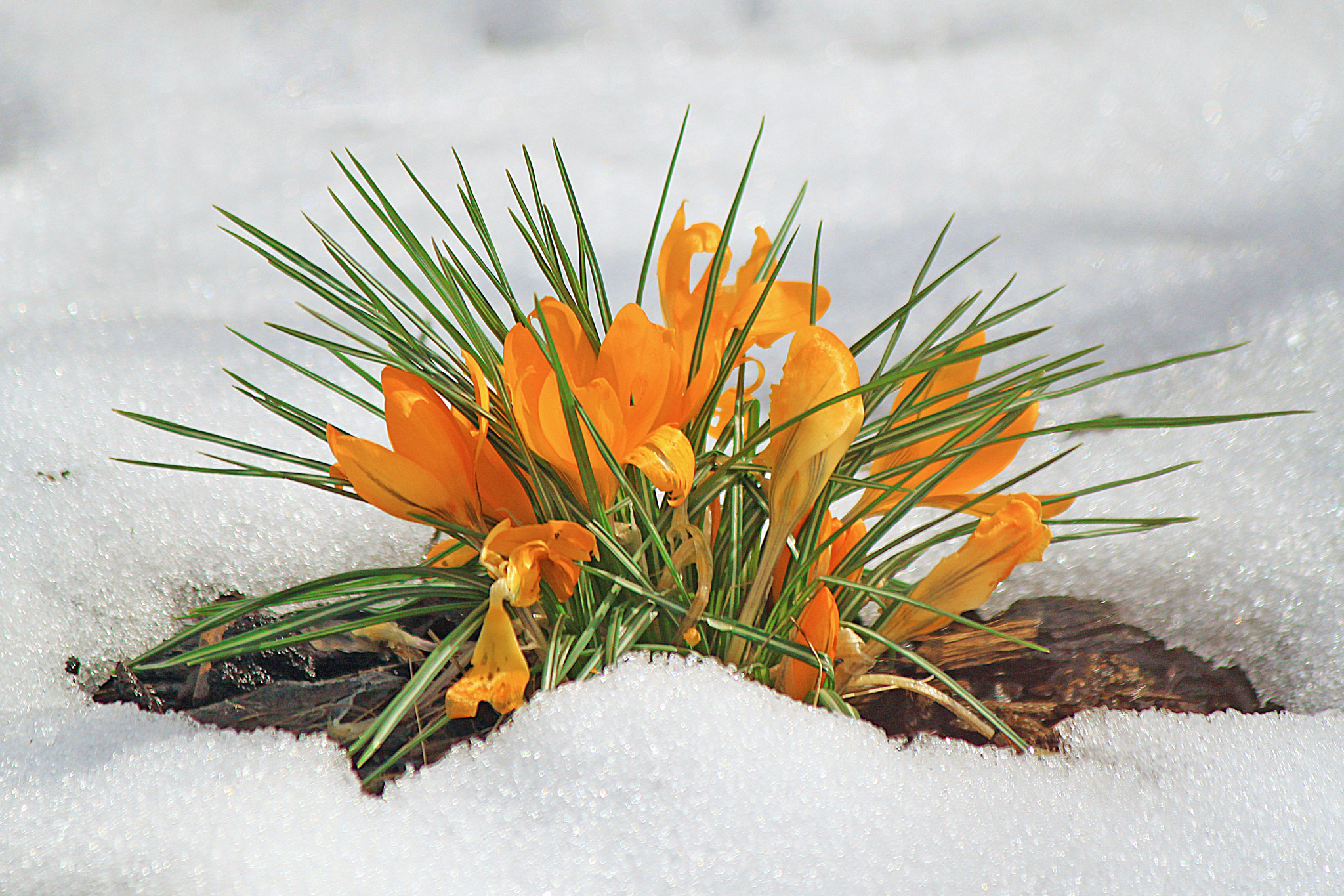 Canon EOS 500D (EOS Rebel T1i / EOS Kiss X3) sample photo. Say goodbye to winter... photography