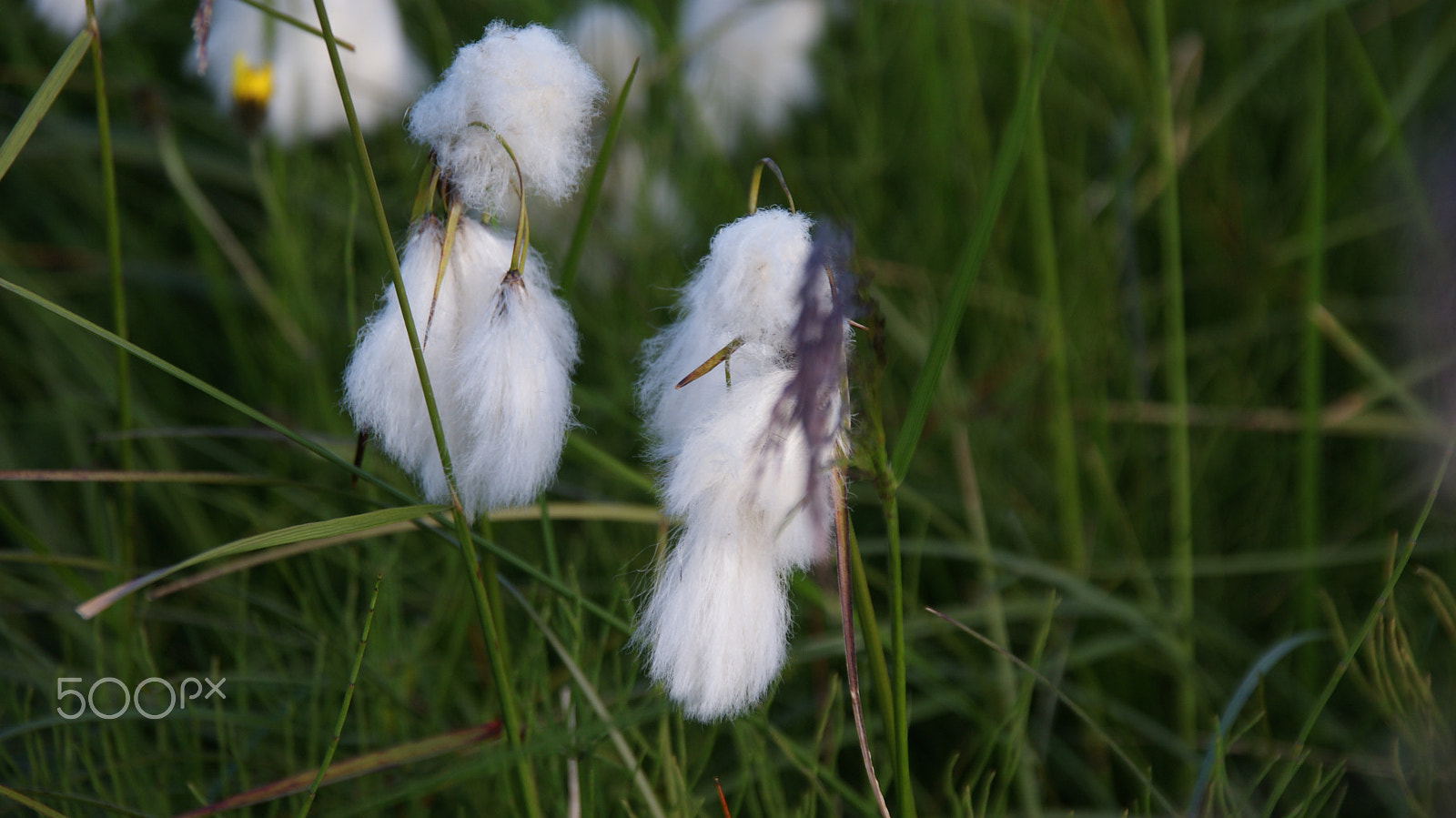 Sony Alpha DSLR-A300 + Sigma 18-200mm F3.5-6.3 DC sample photo. Flower in iceland photography