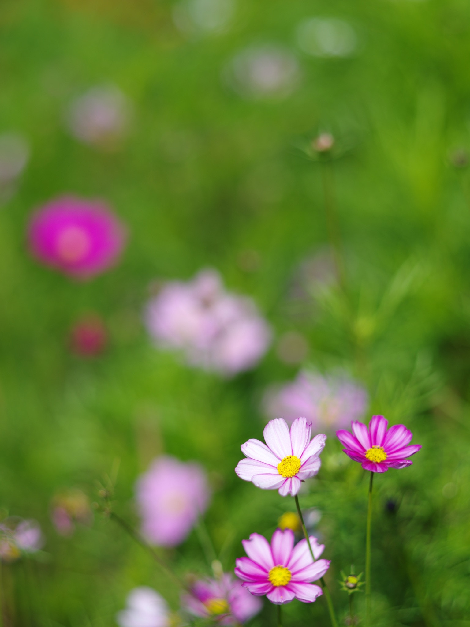 Pentax 645Z + smc PENTAX-FA 645 150mm F2.8 [IF] sample photo