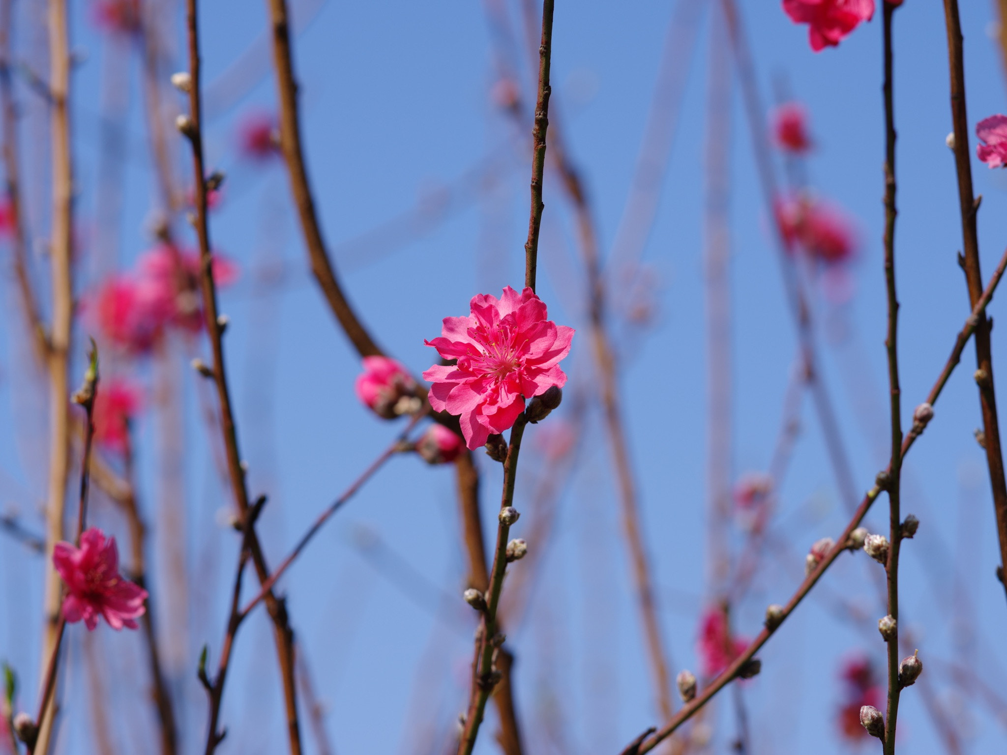 Pentax 645Z + smc PENTAX-FA 645 150mm F2.8 [IF] sample photo