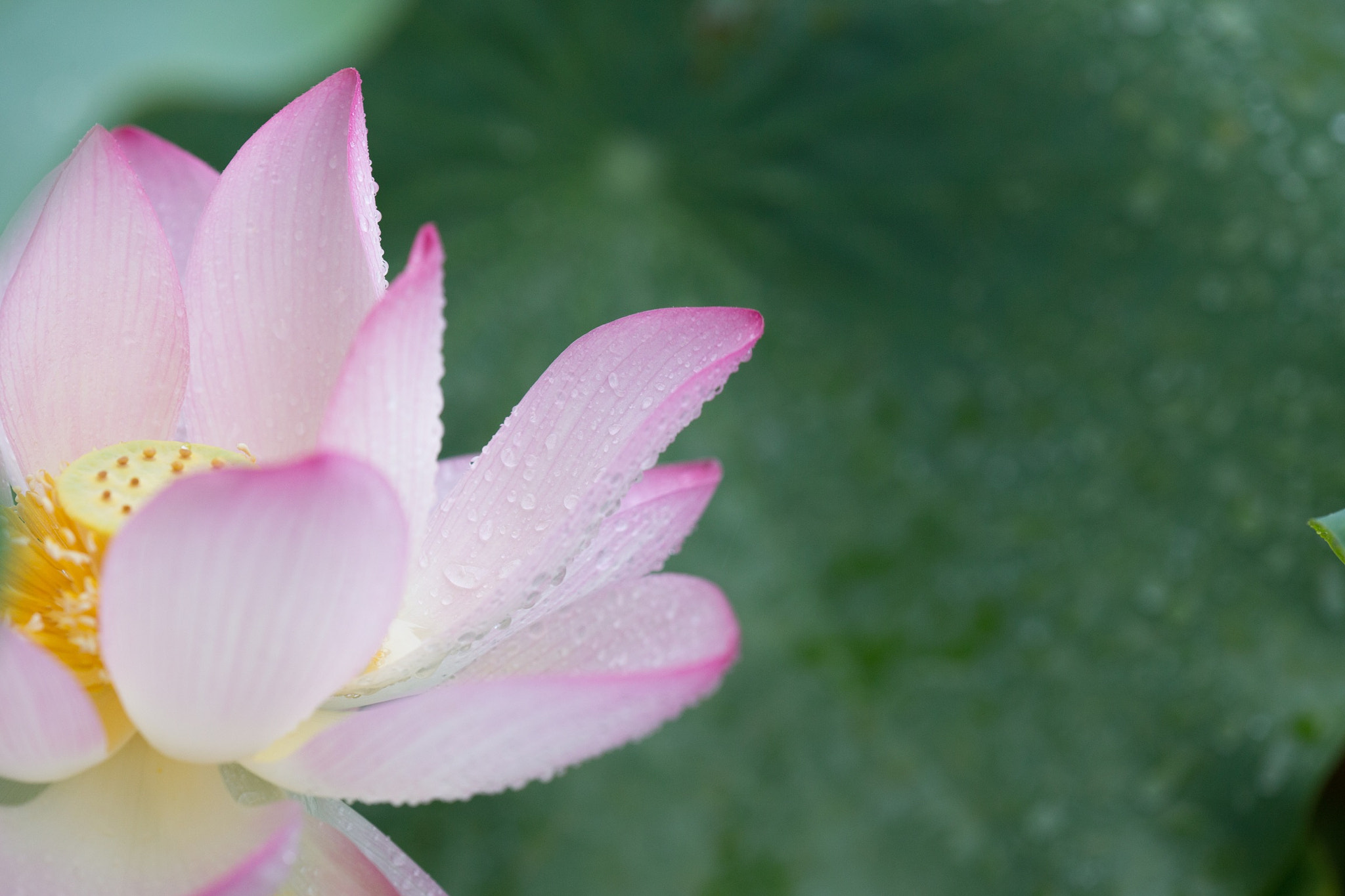 Canon EF 180mm F3.5L Macro USM sample photo