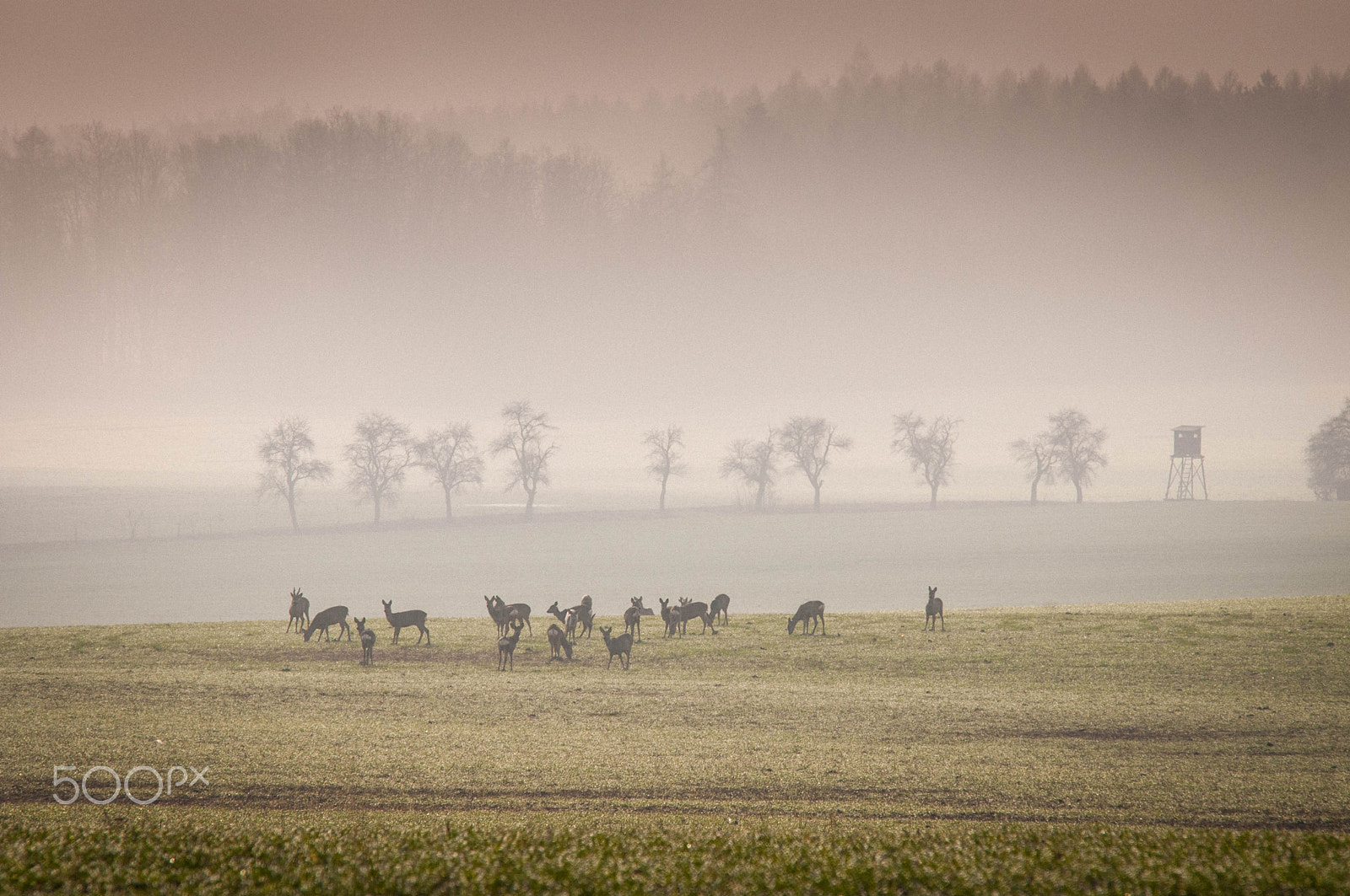 Nikon D300 + Sigma 70-200mm F2.8 EX DG Macro HSM II sample photo. Roe deer in the meadow with misty forest photography