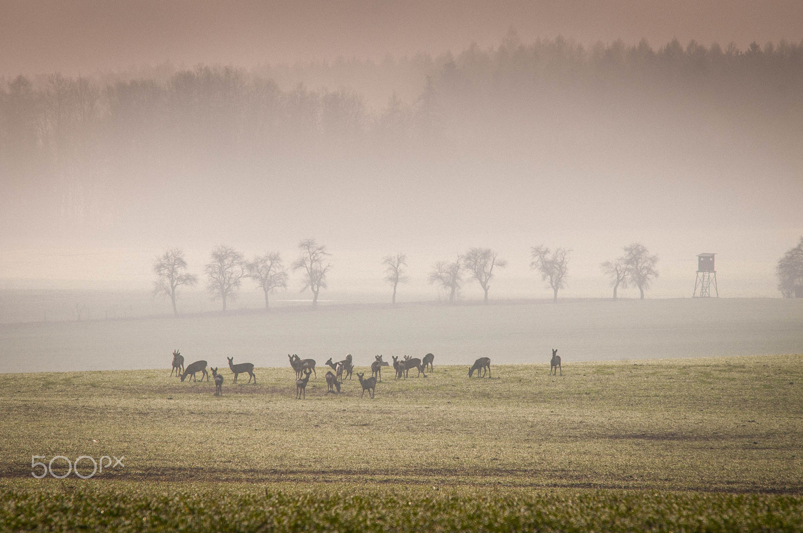 Sigma 70-200mm F2.8 EX DG Macro HSM II sample photo. Roe deer in the meadow with misty forest photography