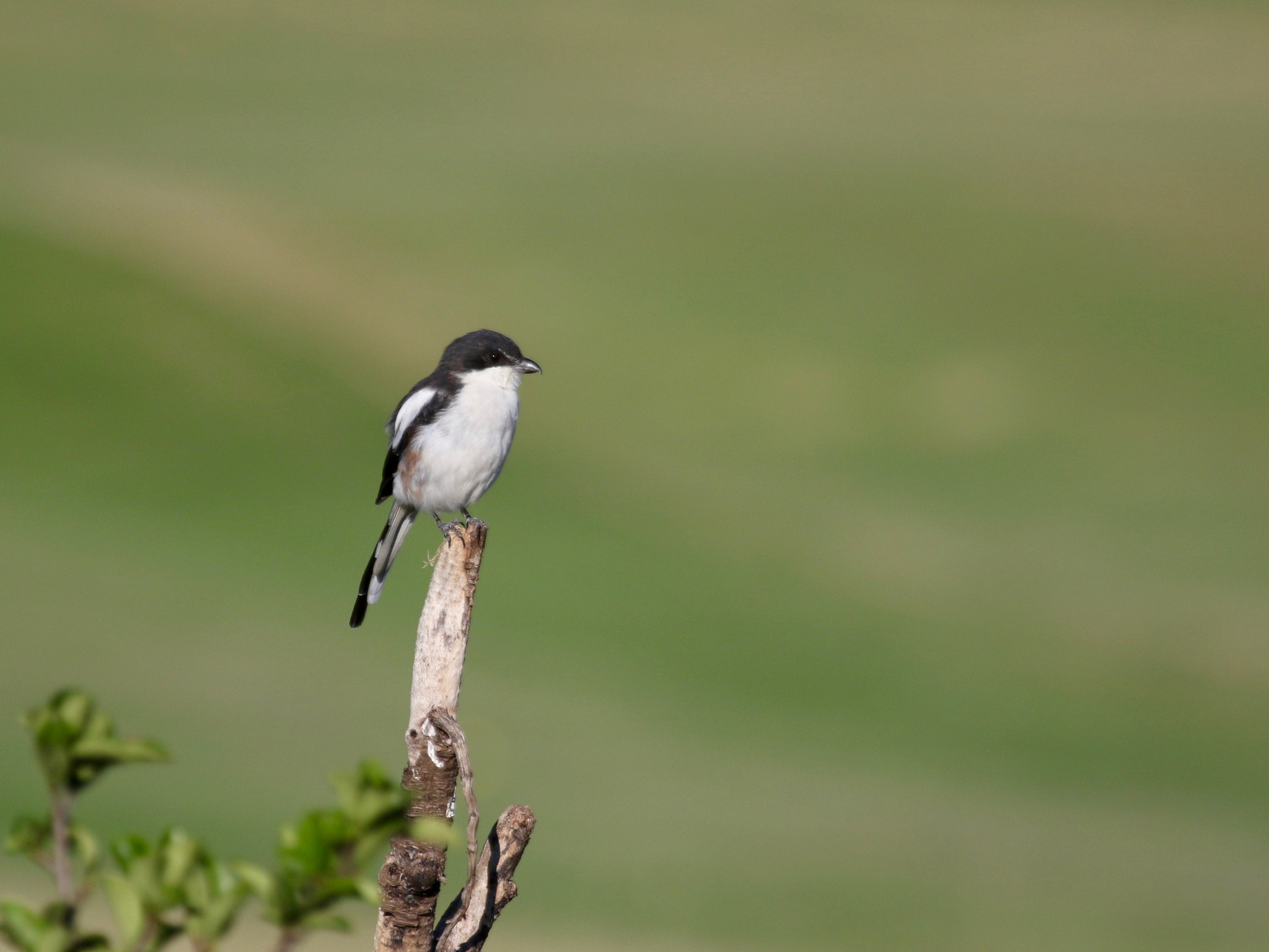 Canon EF 100-400mm F4.5-5.6L IS USM sample photo. Common fiscal shrike photography