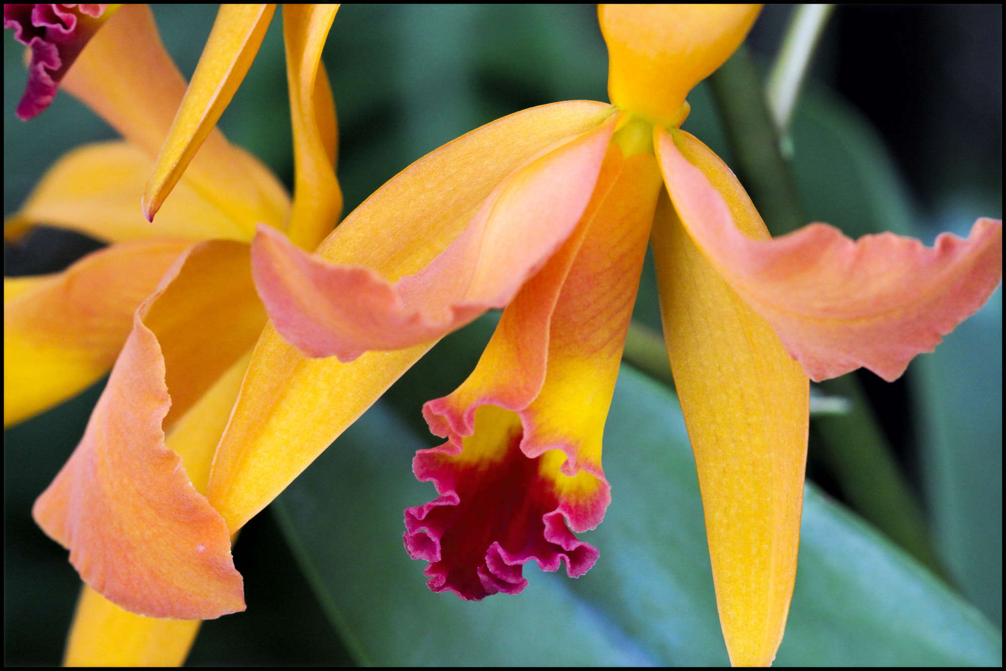 Canon EOS 7D + Canon EF 100mm F2.8 Macro USM sample photo. Enchantment photography