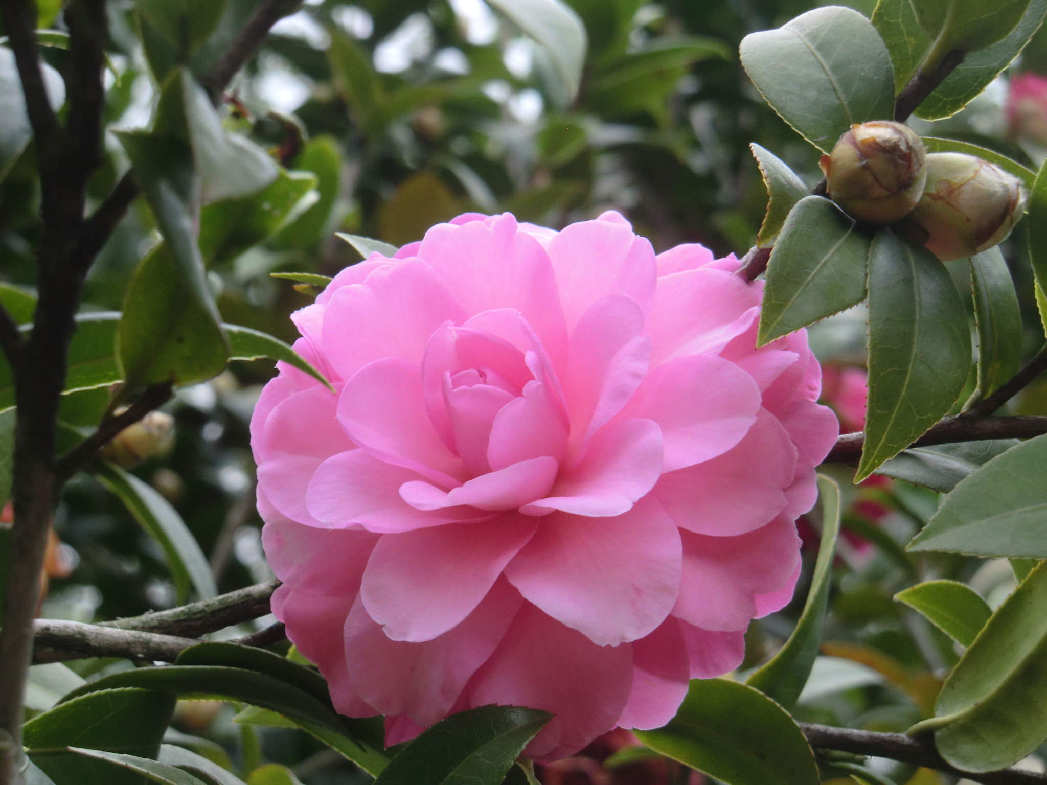 CASIO EX-H15 sample photo. Camellia m photography