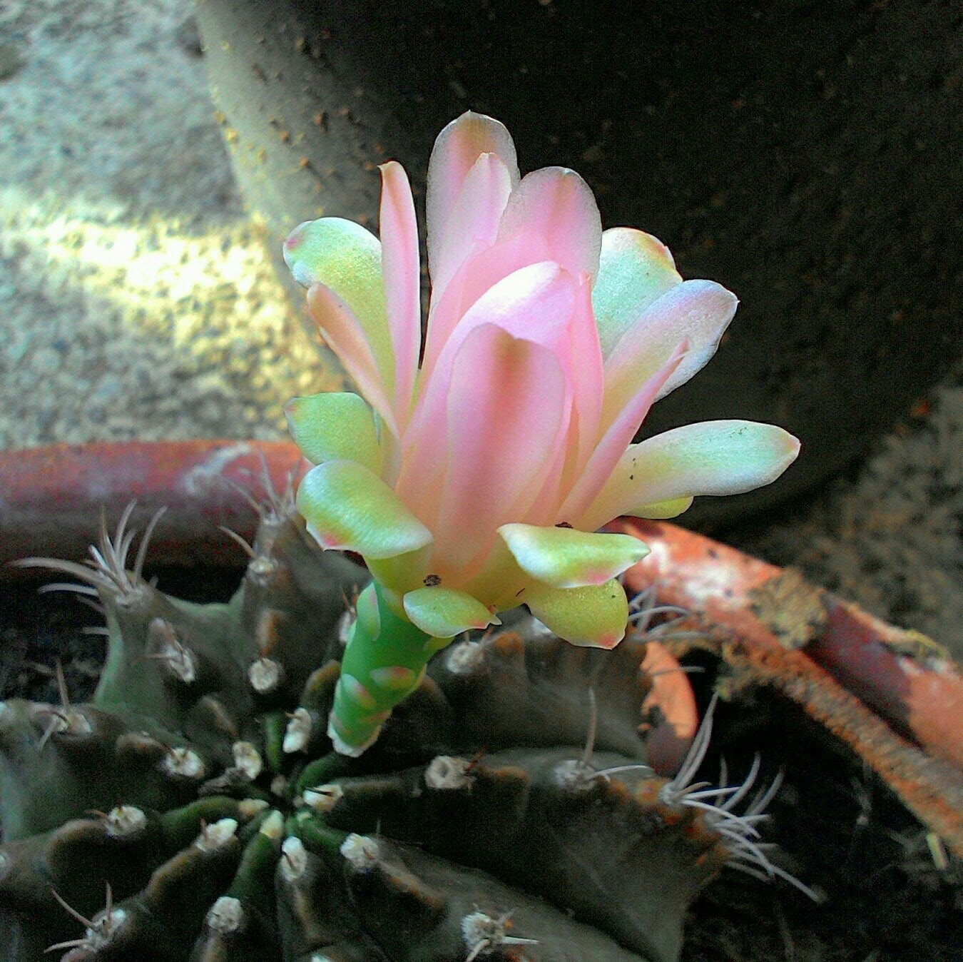 ASUS ZenFone 4 (A400CG) sample photo. Cactus flower  photography