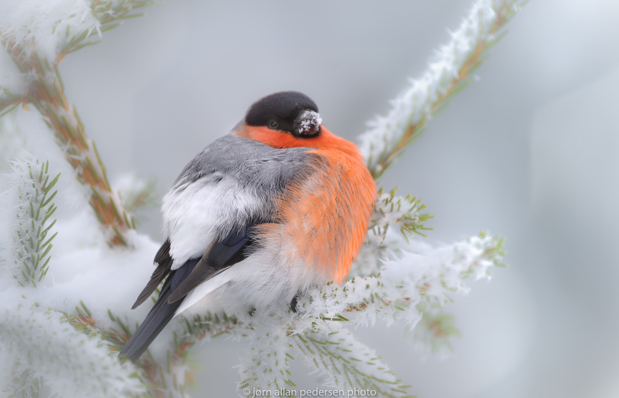 Nikon D3S sample photo. Warm feathers photography
