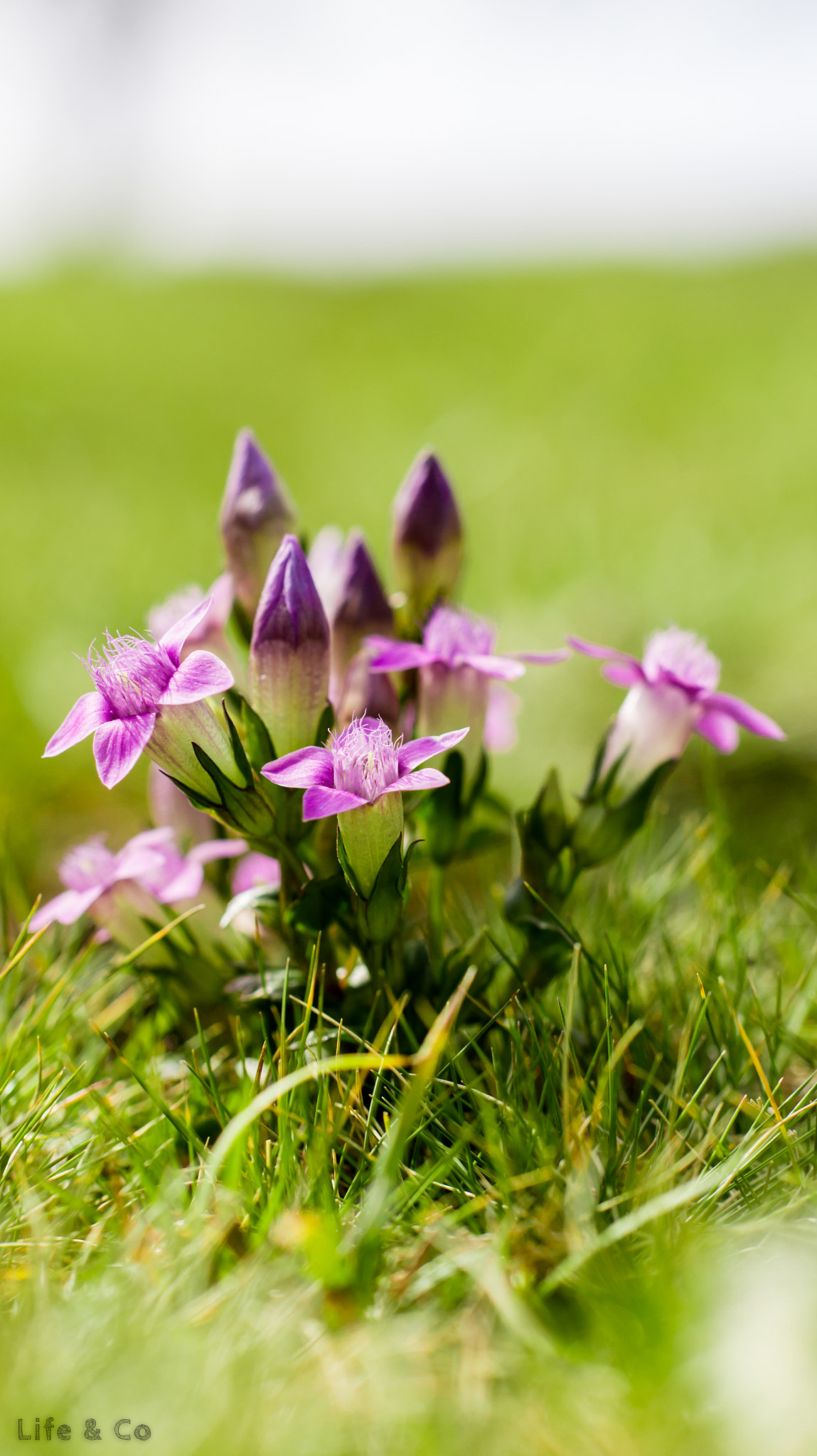 Sony SLT-A33 sample photo. Purple flowers photography