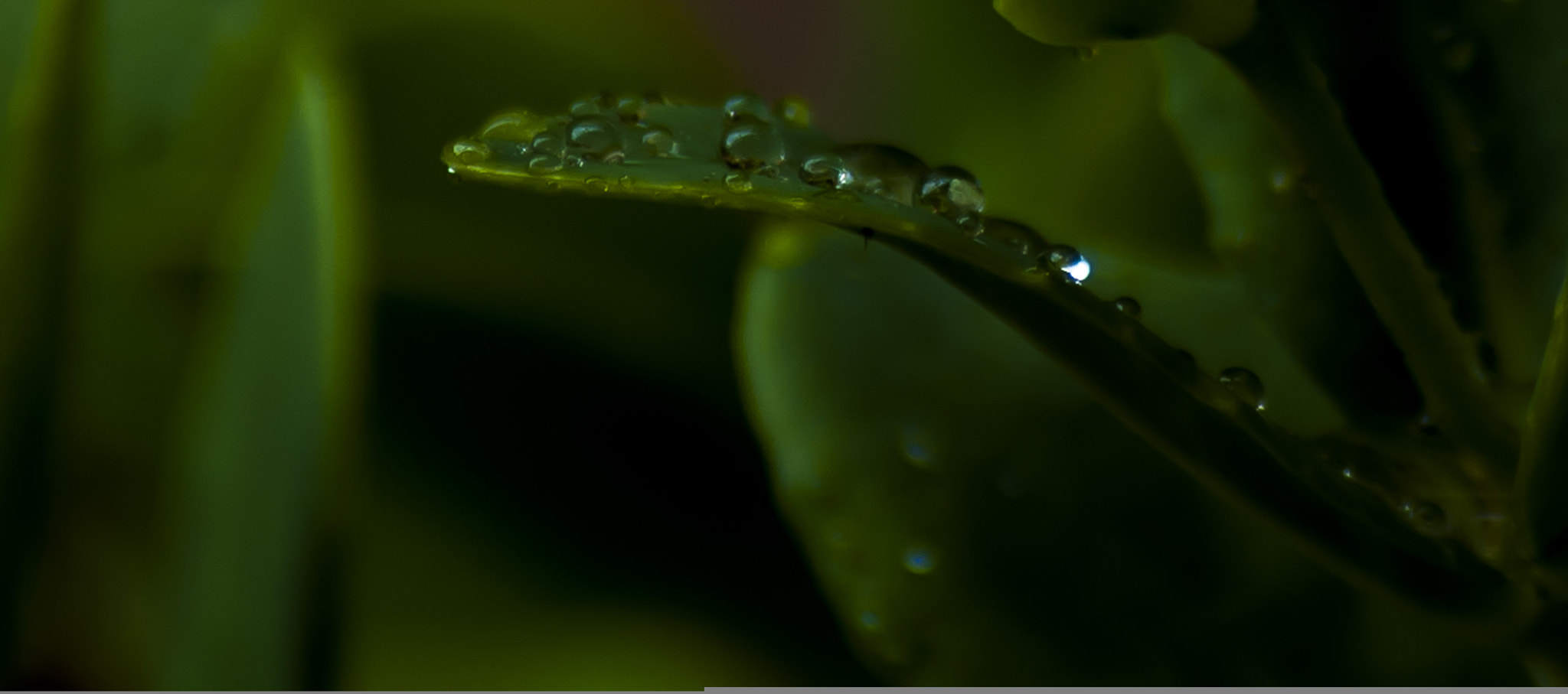 AF Zoom-Nikkor 80-200mm f/4.5-5.6D sample photo. 20494038778.jpg photography