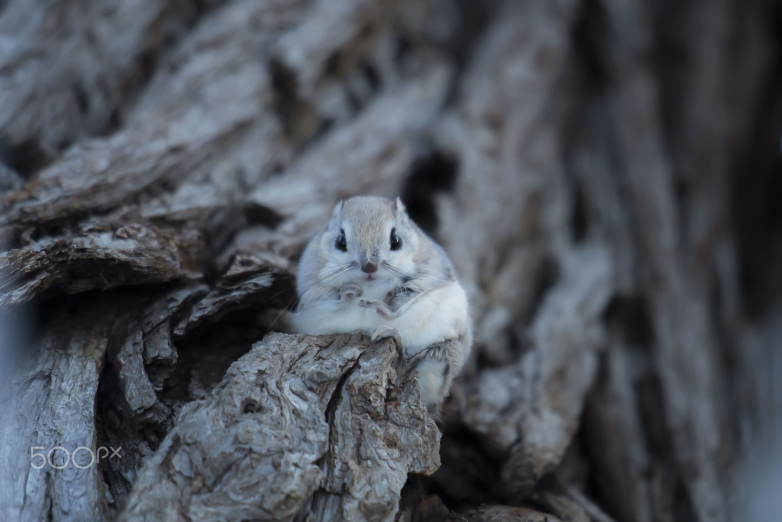Nikon D800 + Nikon AF-S Nikkor 600mm F4G ED VR sample photo. エゾモモンガ　flying squirrels photography
