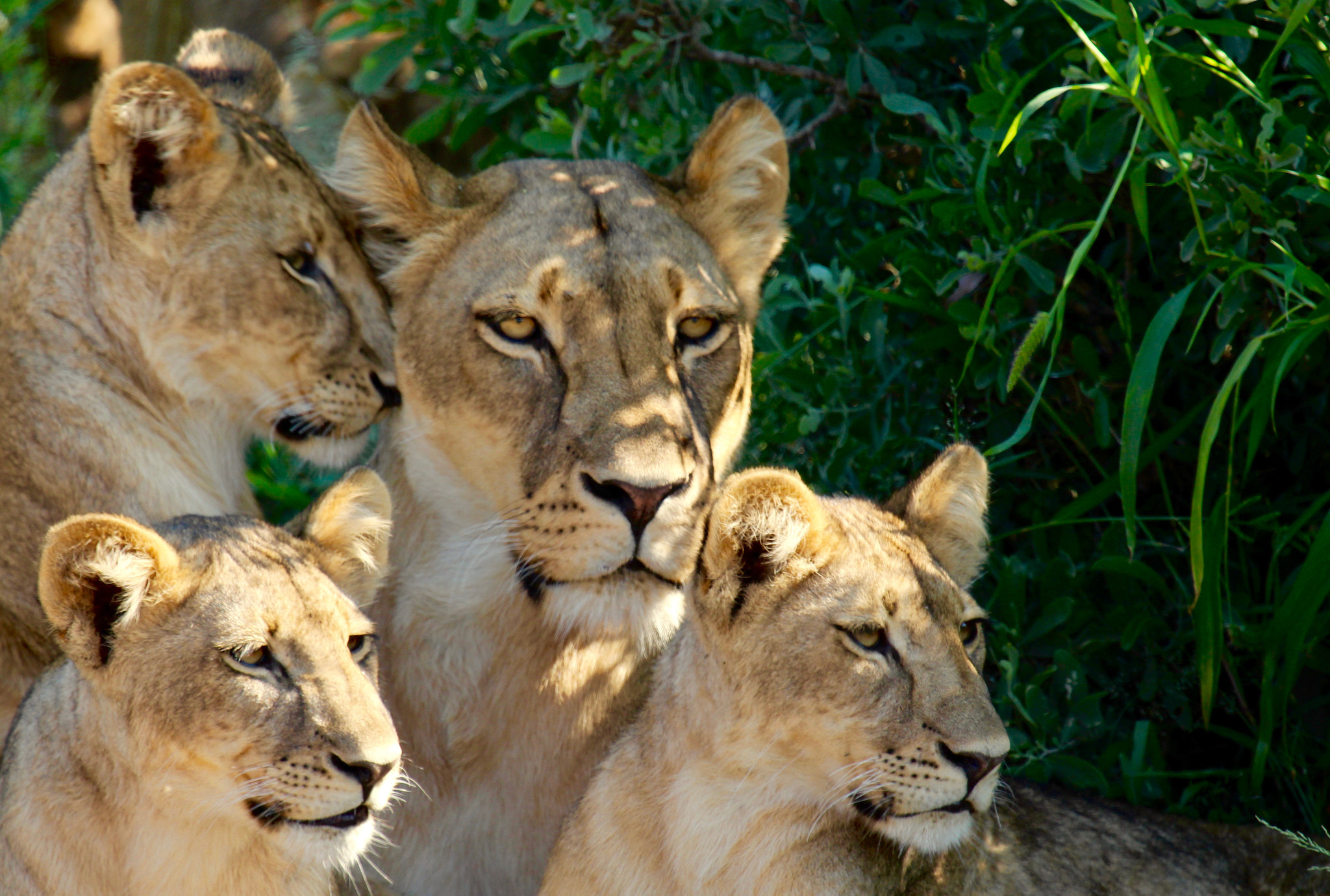 Canon EF 100-400mm F4.5-5.6L IS USM sample photo. Lioness with cubs photography