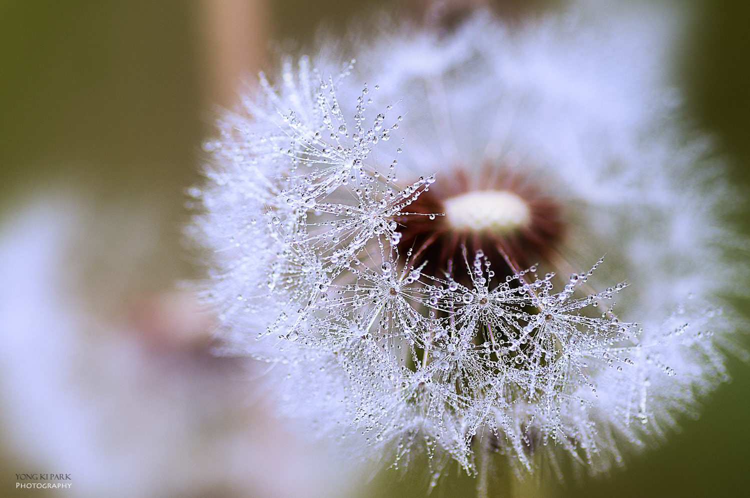 Pentax smc D-FA 100mm F2.8 macro sample photo. Jewels of spring photography