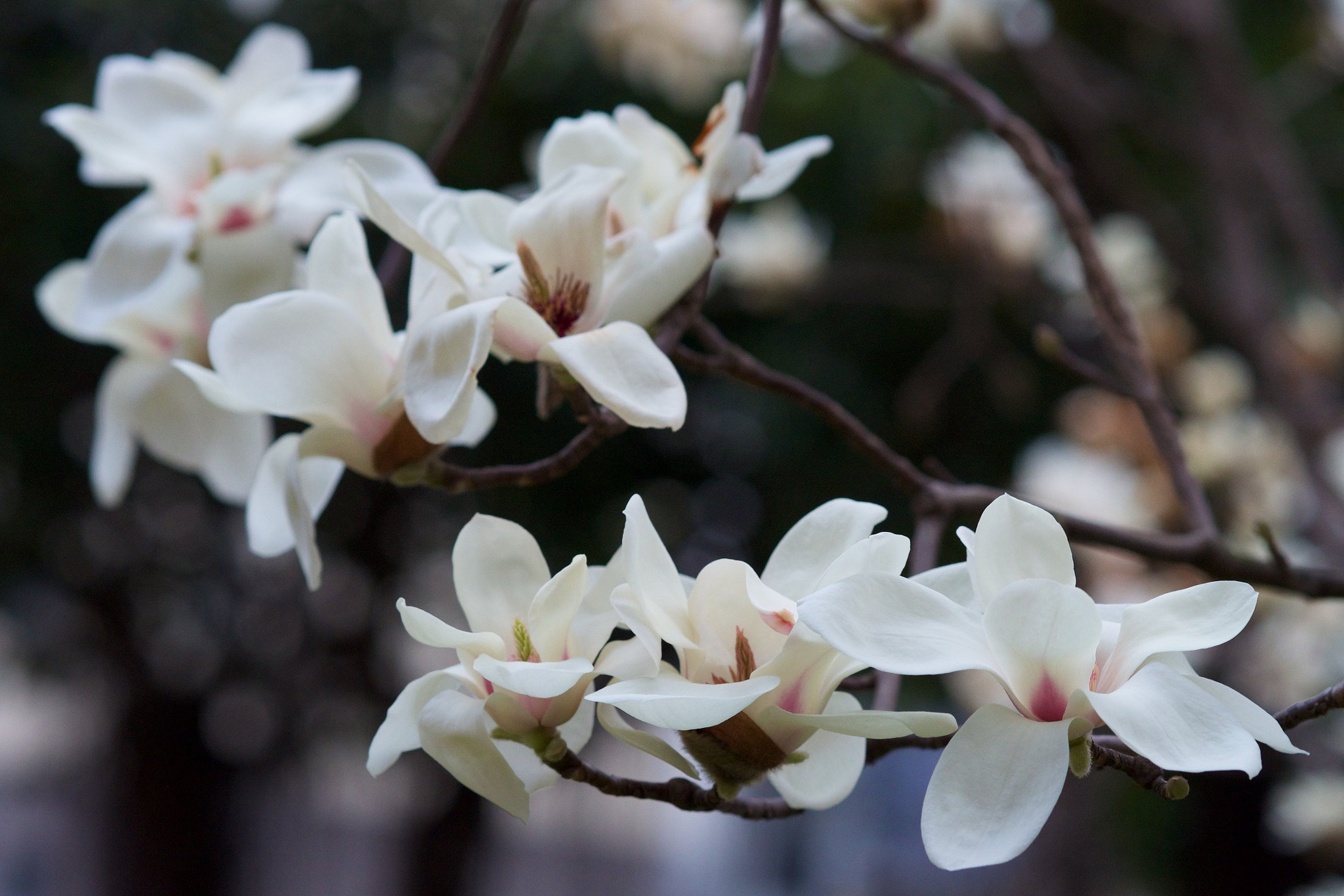 Olympus OM-D E-M5 + Olympus M.Zuiko Digital ED 75mm F1.8 sample photo. 白木兰花 photography