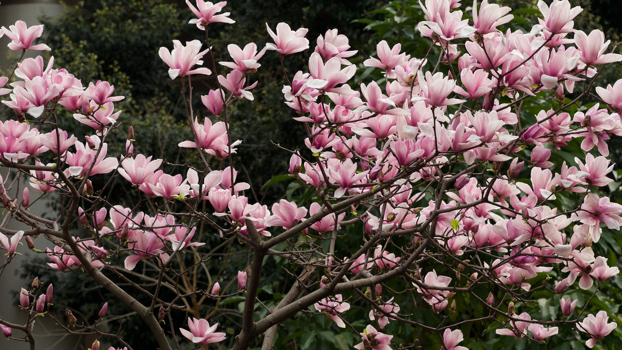 Olympus OM-D E-M5 + Olympus M.Zuiko Digital ED 75mm F1.8 sample photo. 木兰花 photography