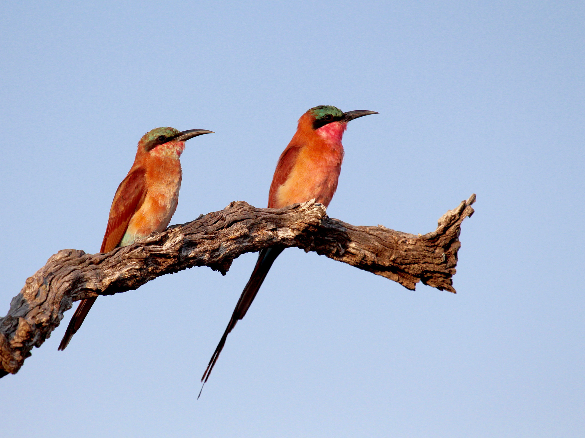 Canon EOS 650D (EOS Rebel T4i / EOS Kiss X6i) + Canon EF 100-400mm F4.5-5.6L IS USM sample photo. Carmine bee-eater...his and hers photography