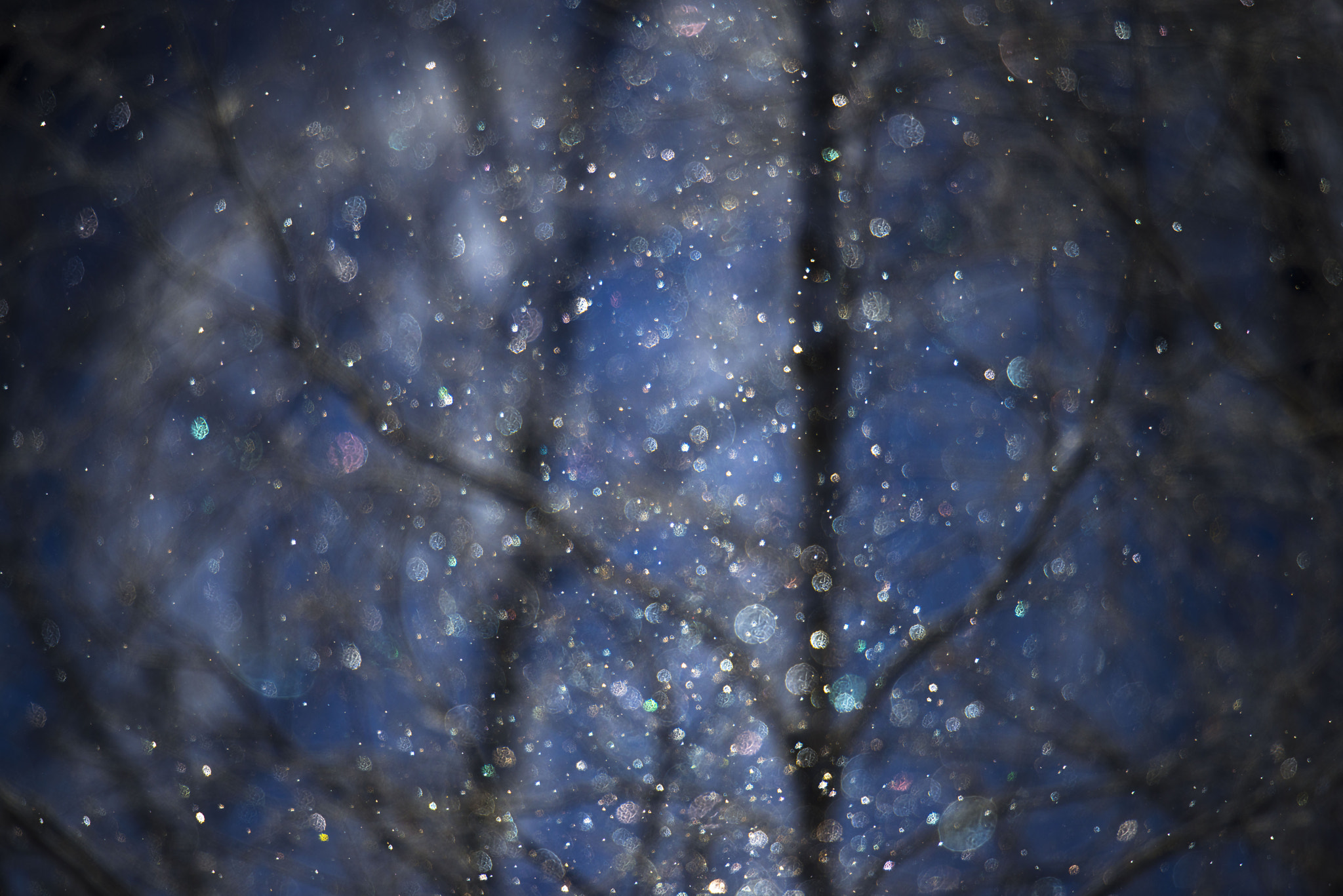Nikon D800 + Nikon AF-S Nikkor 600mm F4G ED VR sample photo. 夢　dream photography