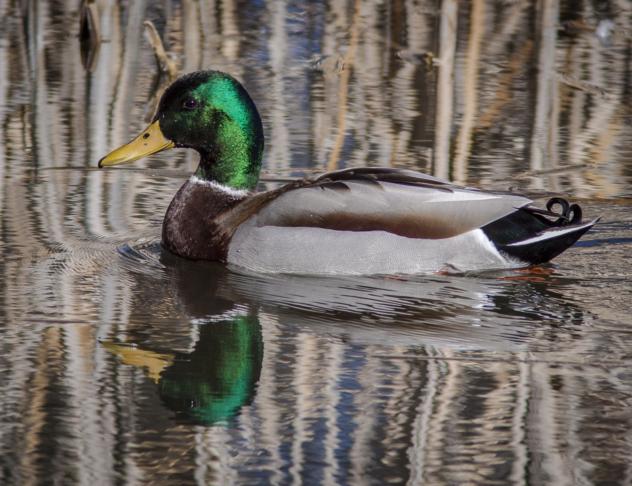 Canon EF 300mm F4L IS USM sample photo. Mallard hiding in the reeds photography