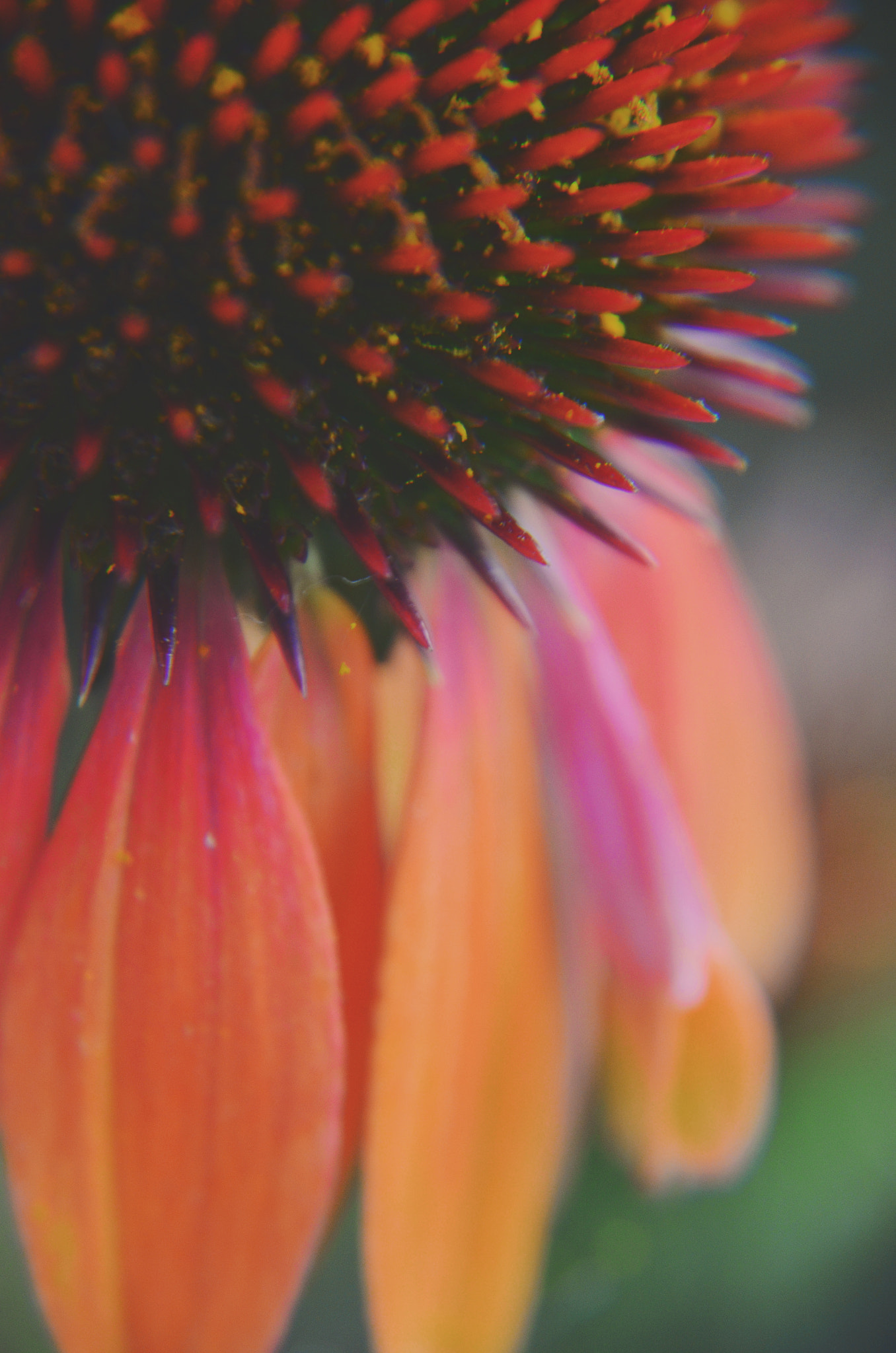 AF Zoom-Nikkor 35-135mm f/3.5-4.5 sample photo. Coneflower, up close and personal photography