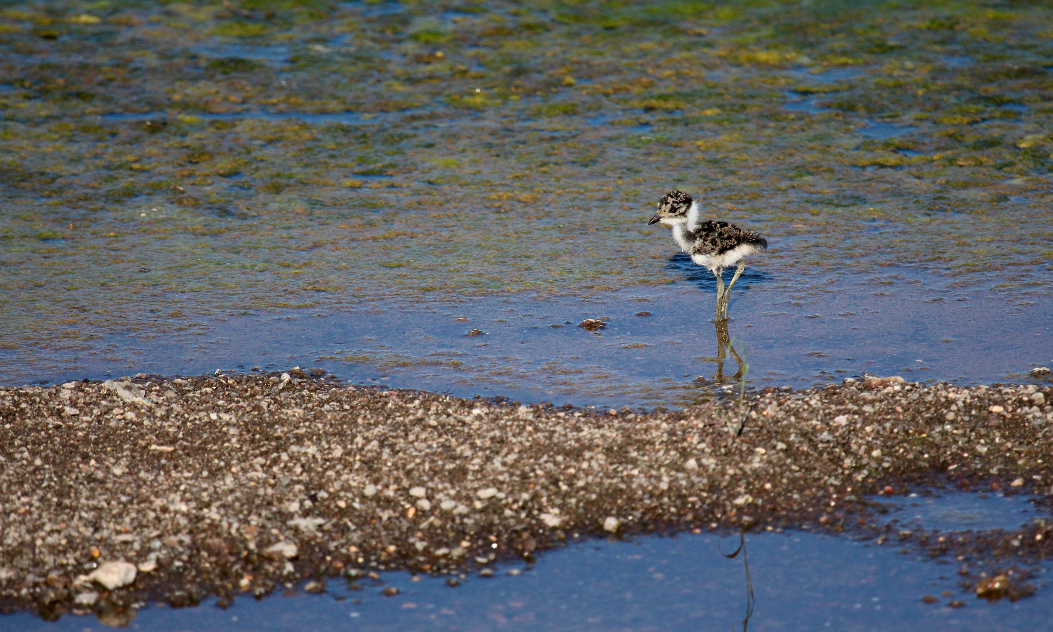 Canon EOS 650D (EOS Rebel T4i / EOS Kiss X6i) + Canon EF 100-400mm F4.5-5.6L IS USM sample photo. Baby plover...camouflaged well! photography
