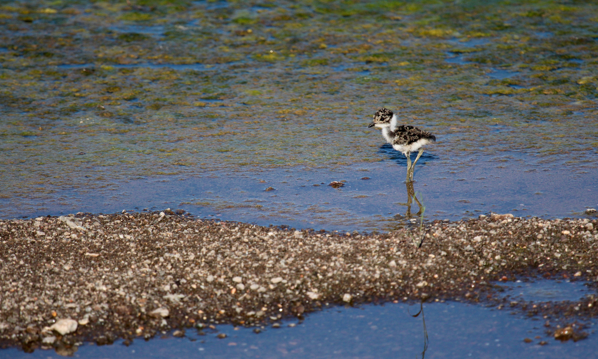 Canon EF 100-400mm F4.5-5.6L IS USM sample photo. Baby plover...camouflaged well! photography