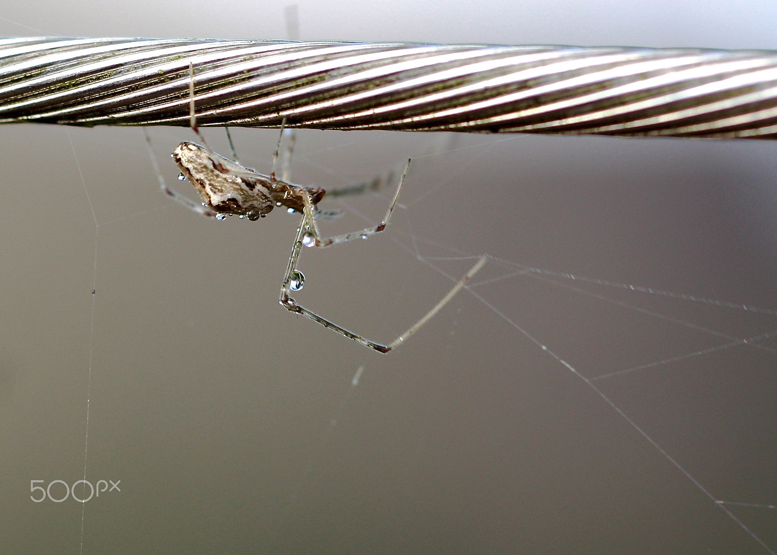 Canon EOS 450D (EOS Rebel XSi / EOS Kiss X2) sample photo. Macro world photography