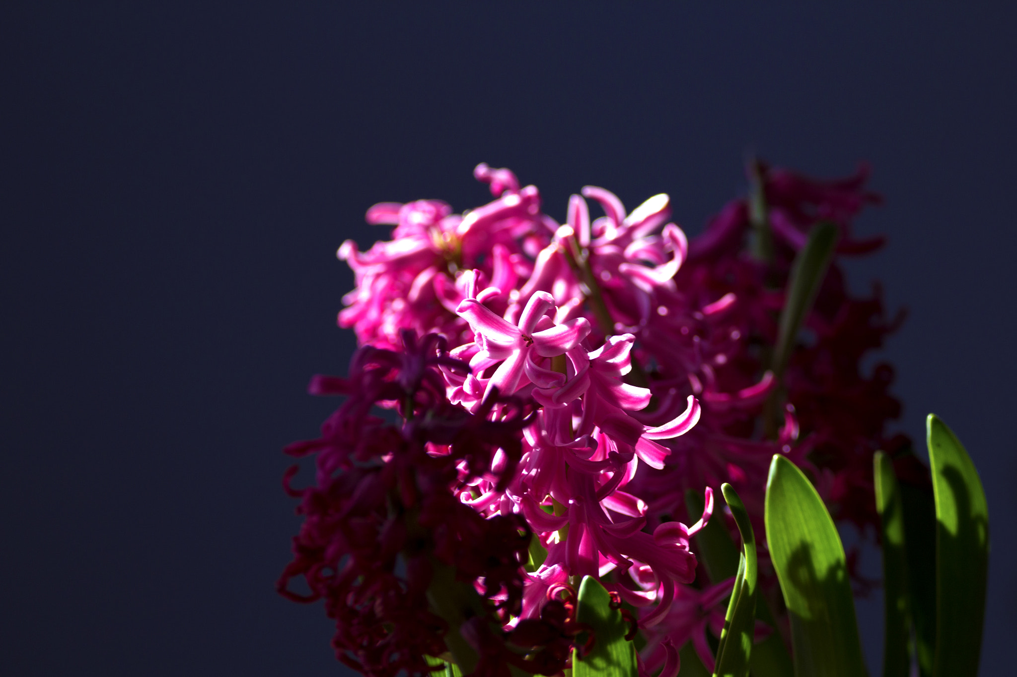 Sigma 150-600mm F5-6.3 DG OS HSM | C sample photo. Blossoming hyacinth photography